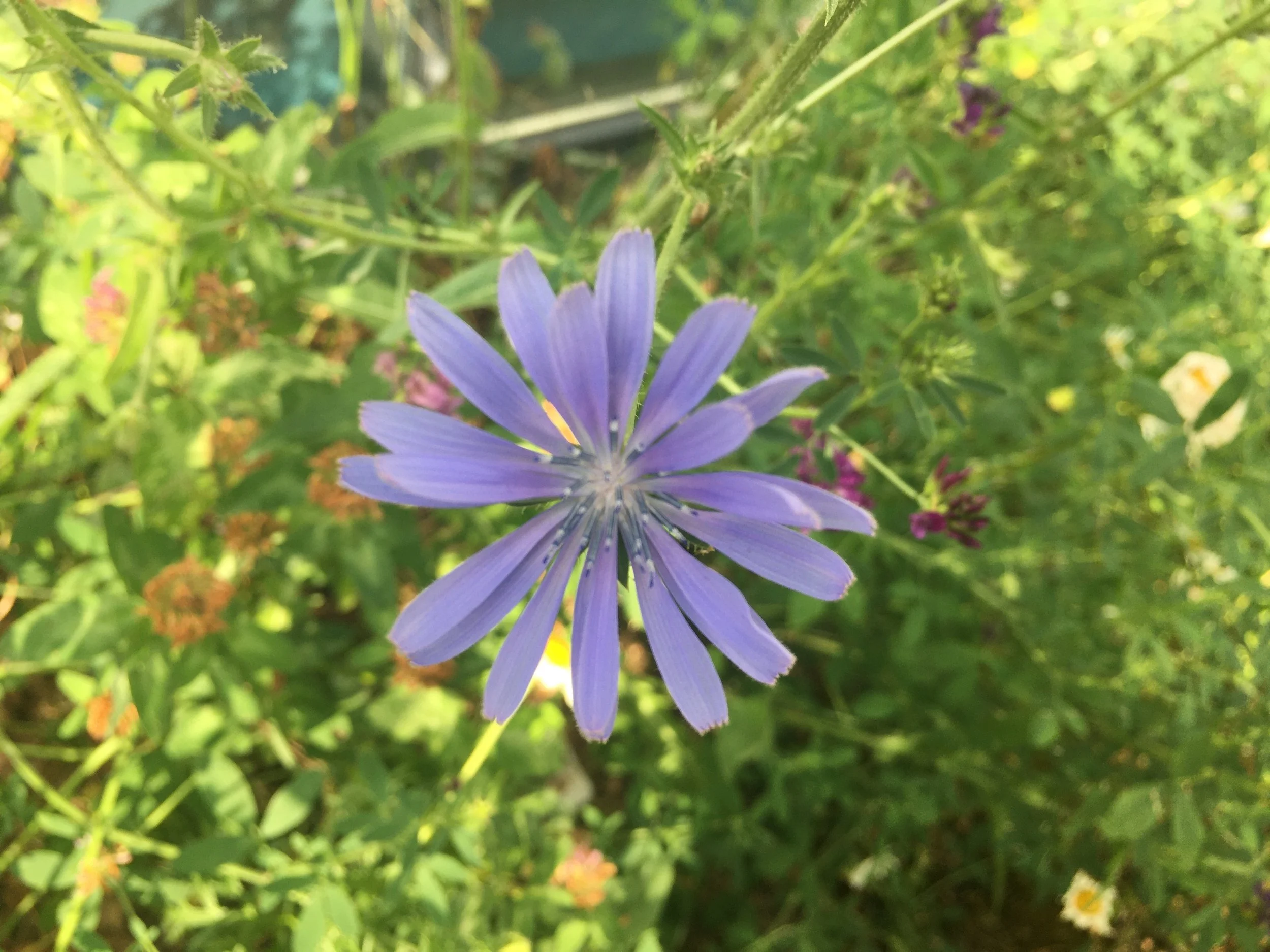 Vælgermøde: Hvordan får vi Stege til at blomstre?