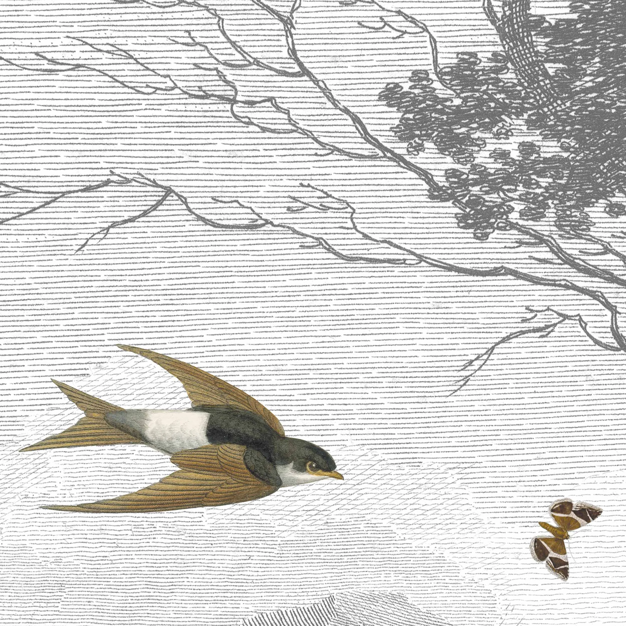 Swallow mural / Woodchip & Magnolia
