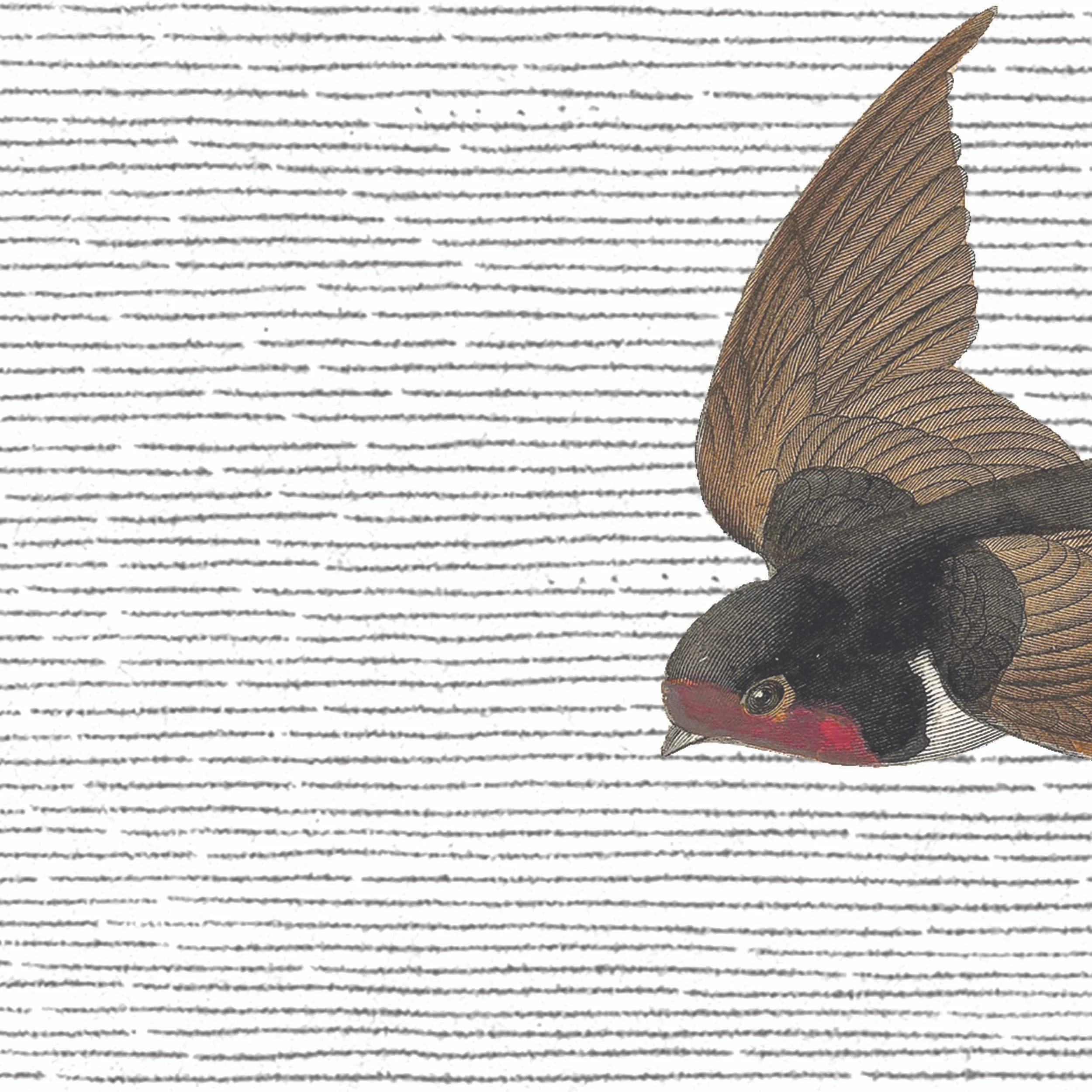 Swallow Mural / Woodchip & Magnolia