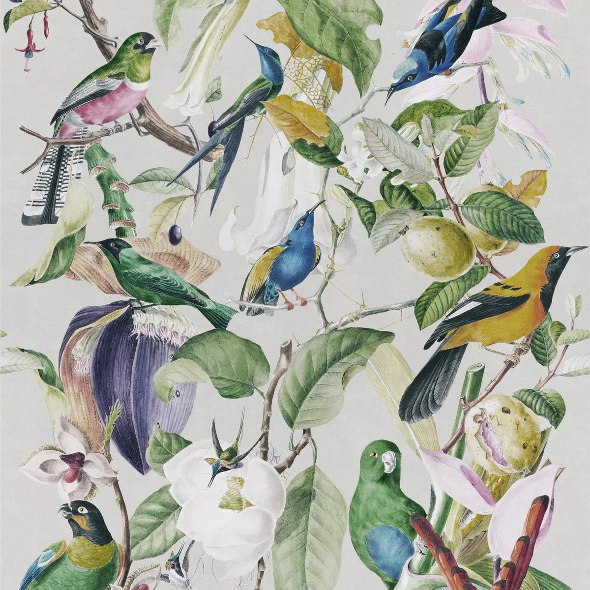 Tropical Birds / mind the gap wallpaper/ mind the gap stockist