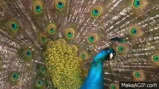 peacock.gif