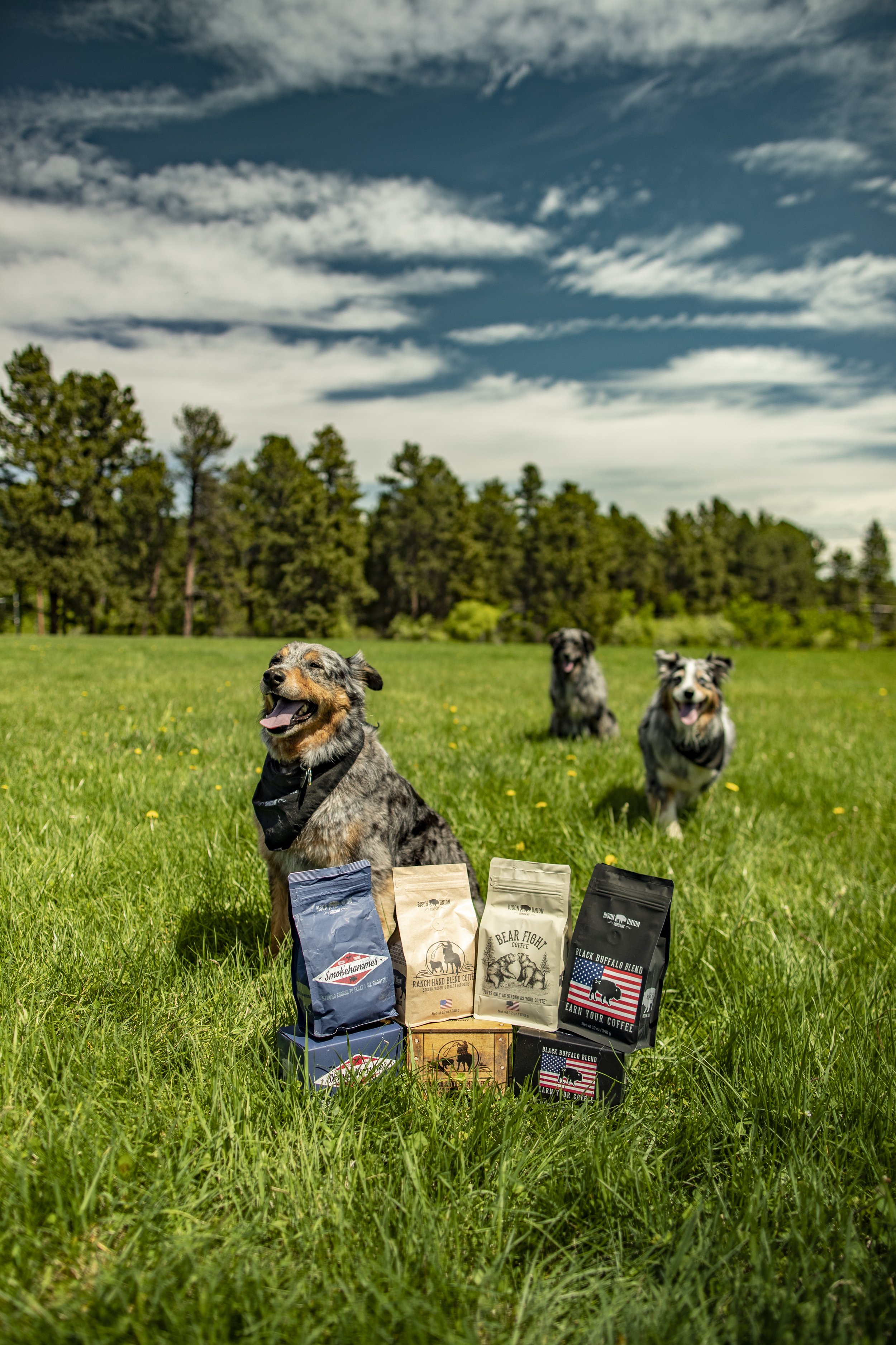 Coffee Dogs.jpg