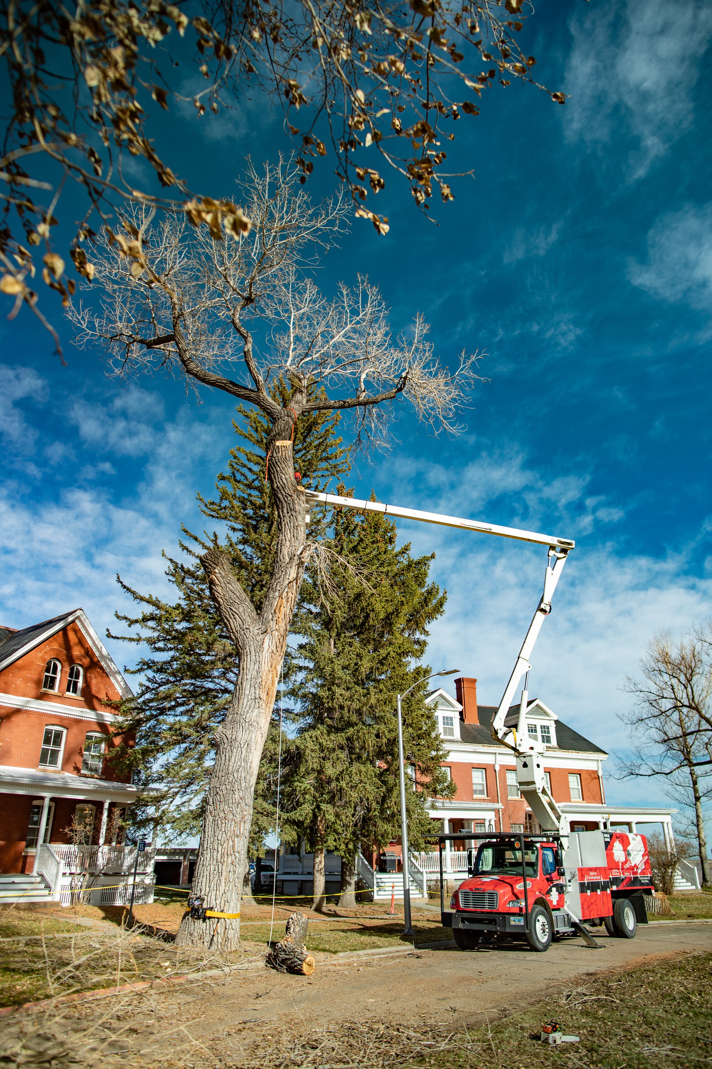 Tree Mechanics-1.jpg