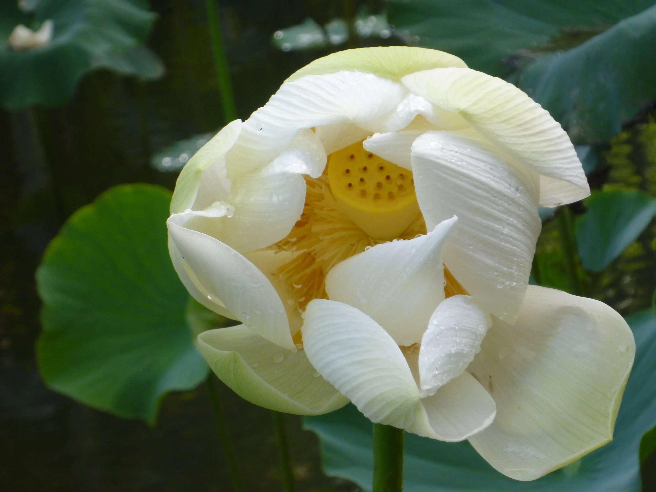 Thoughts about Gratitude