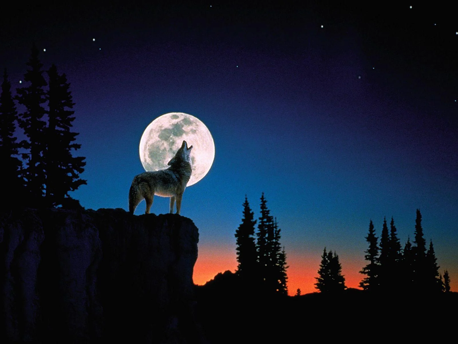 Wolf.jpg