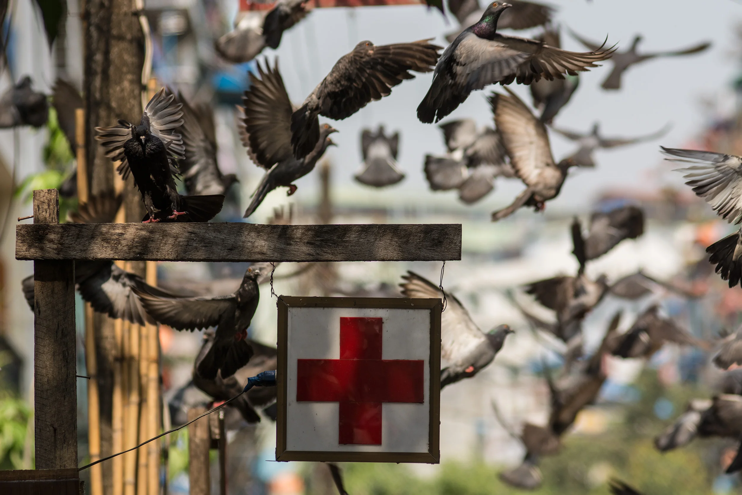 Healthy pigeons