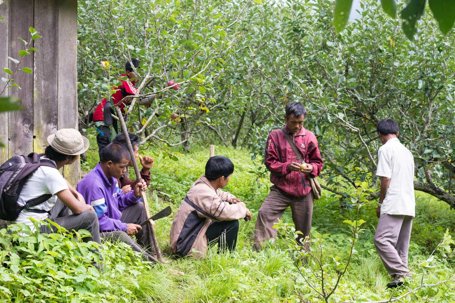 Farmers resting in the orchard