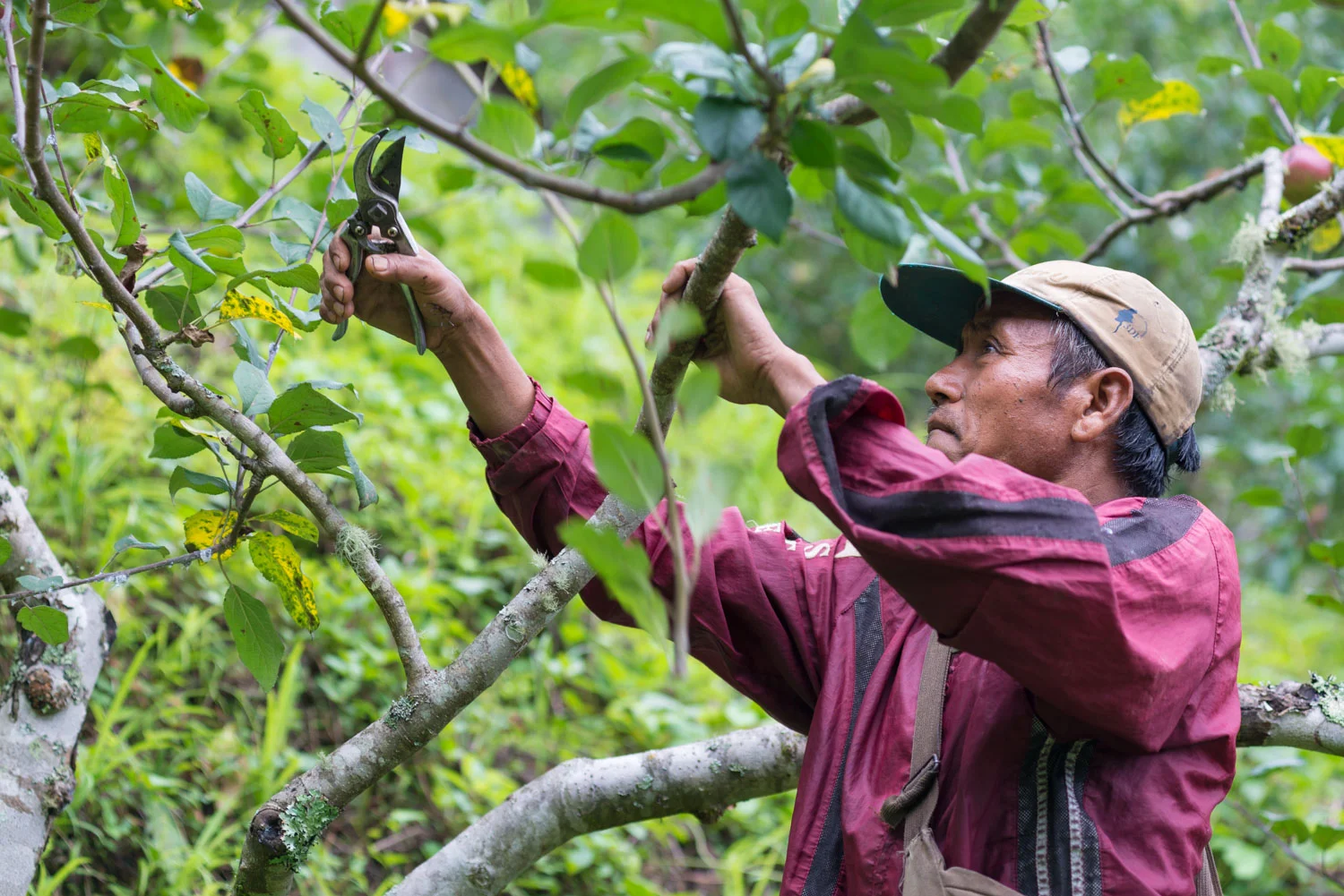 Pruning trees