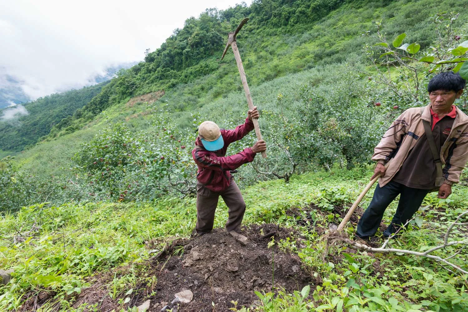 Planting an apple tree