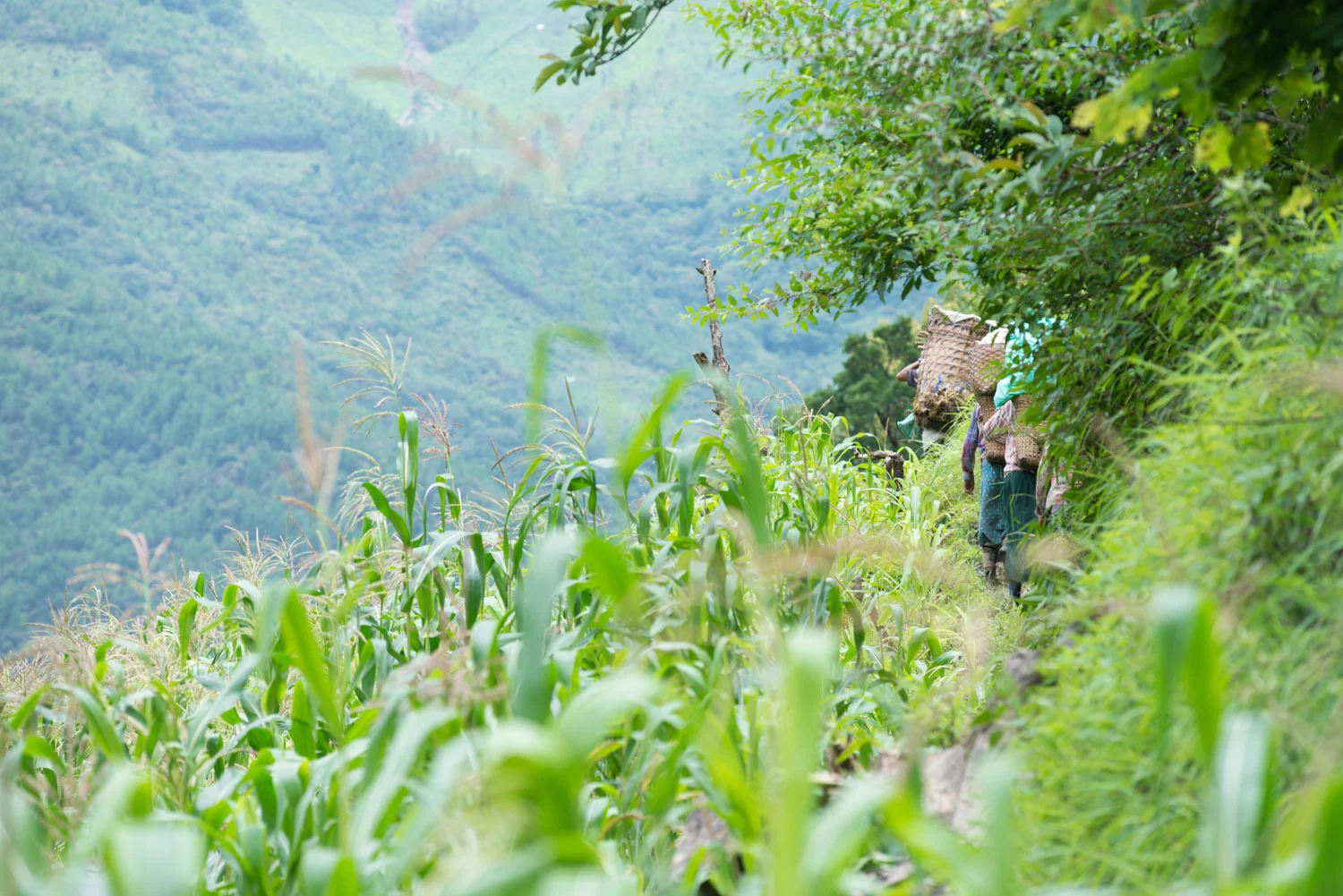 Walking to the orchard