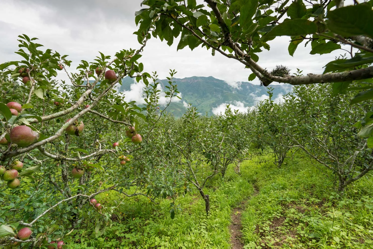 Dimpi apple orchard