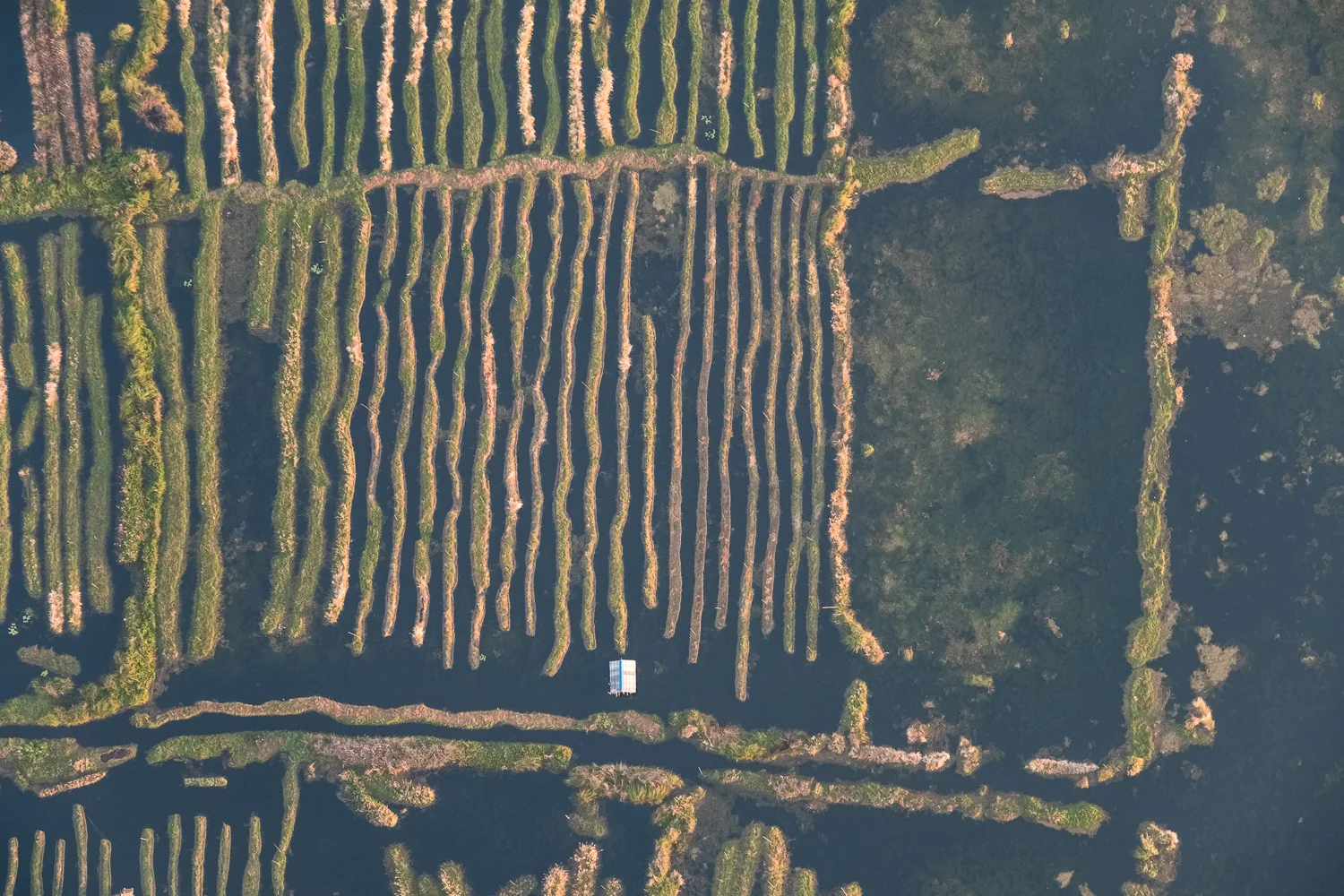 Inle floating tomato gardens