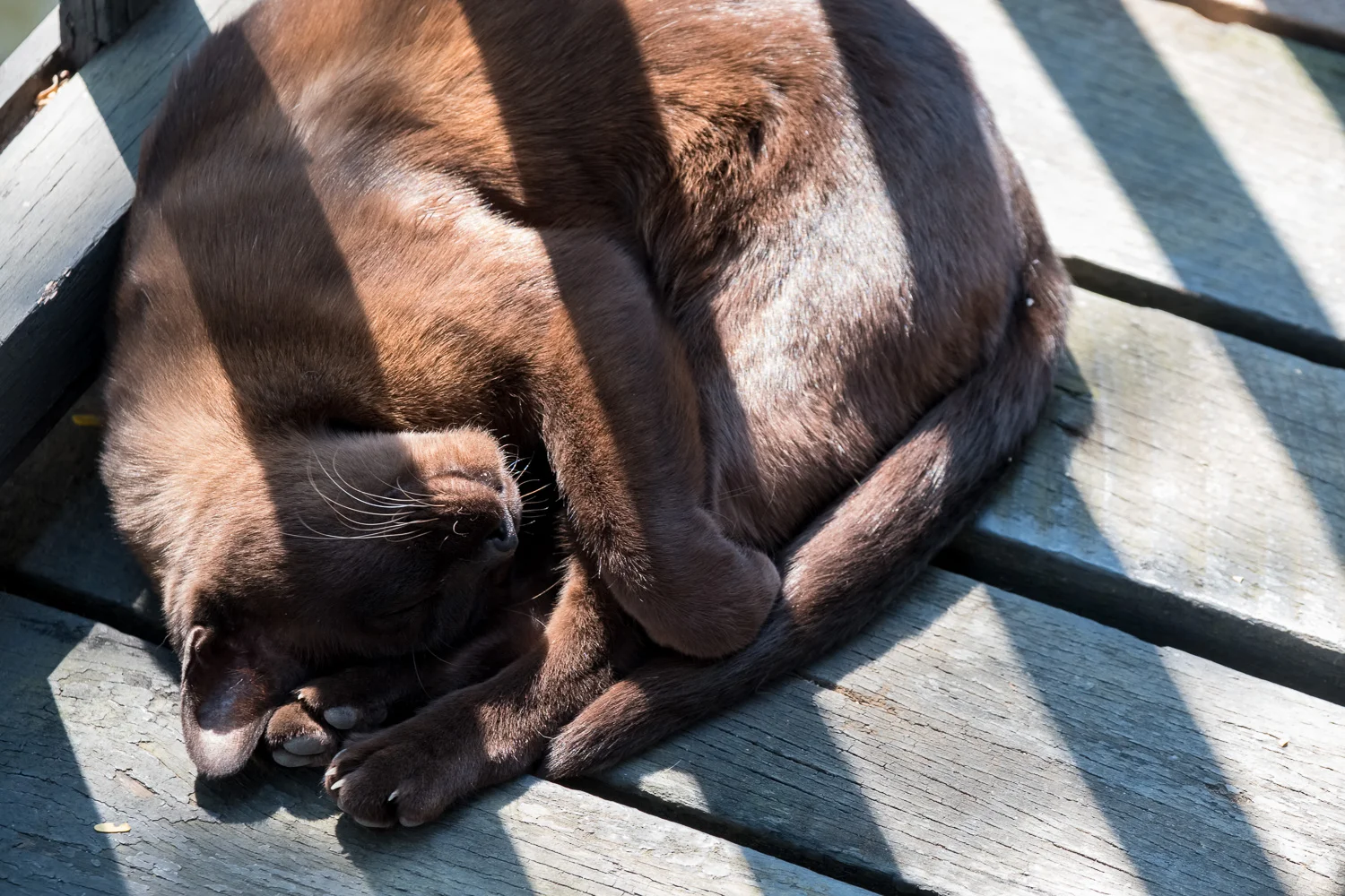 Pedigree Burmese cat at Inle Heritage