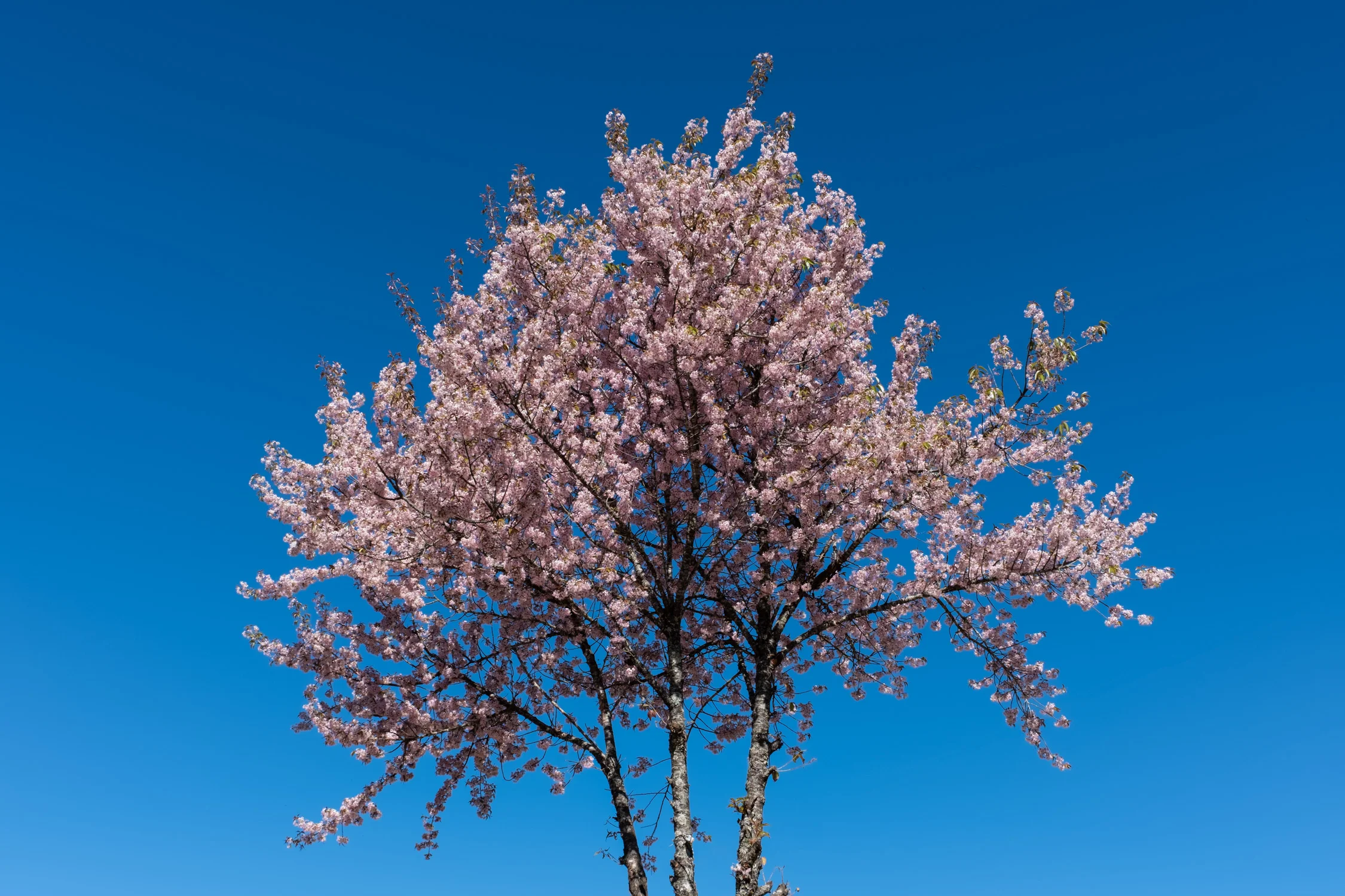 Cherry blossom ss-1.jpg