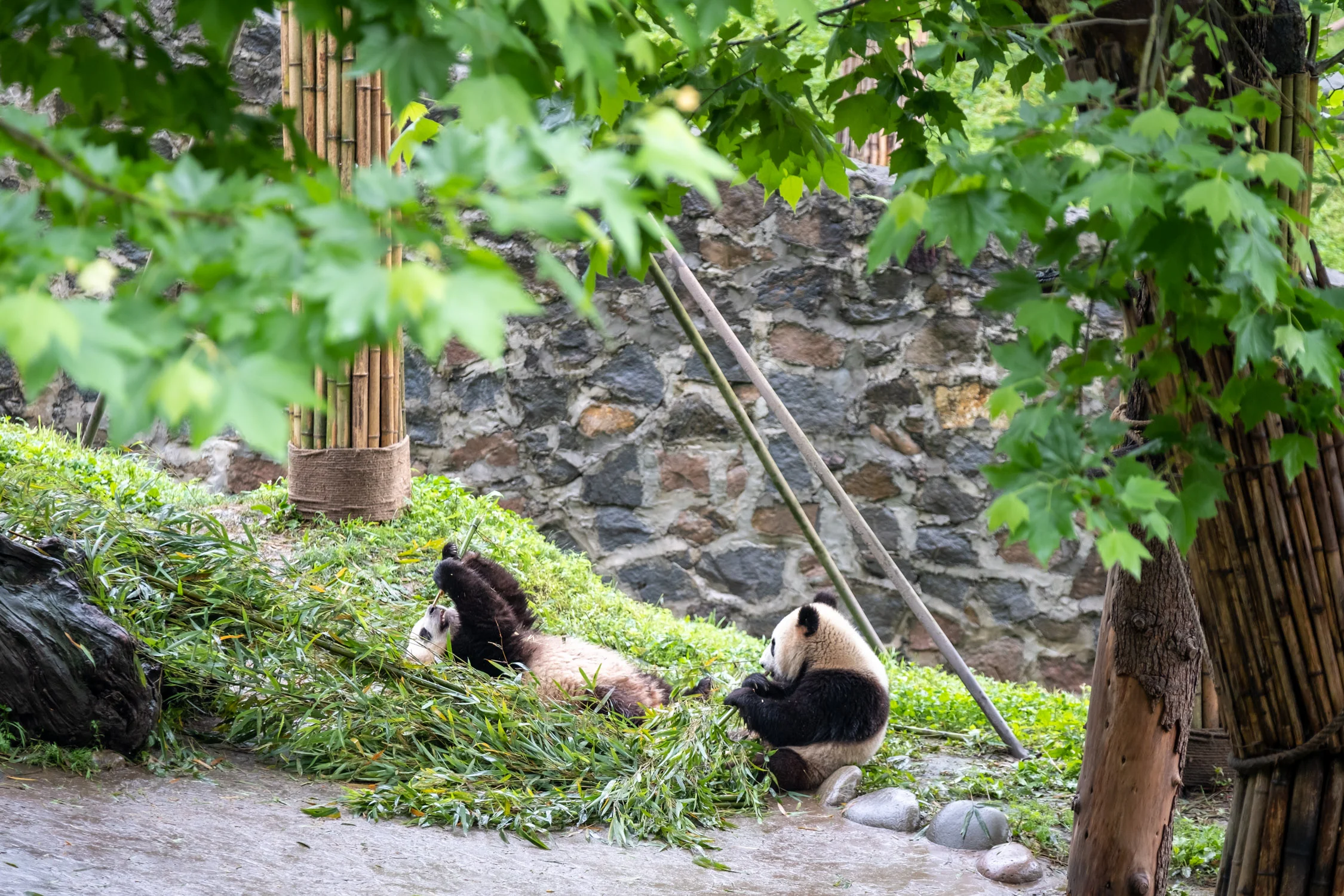 Panda cubs