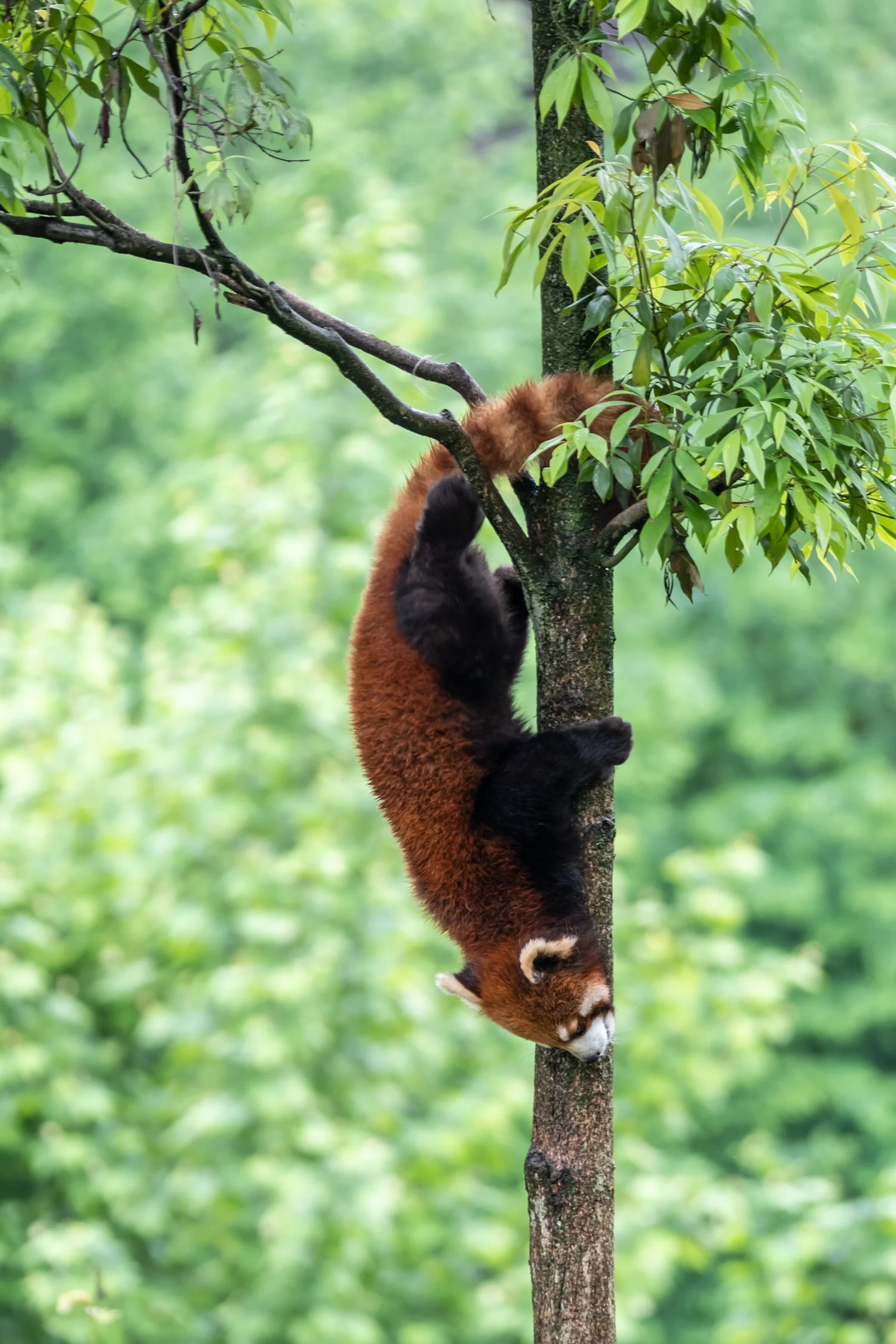 Red Panda at the Dujiangyan Panda Sanctuary
