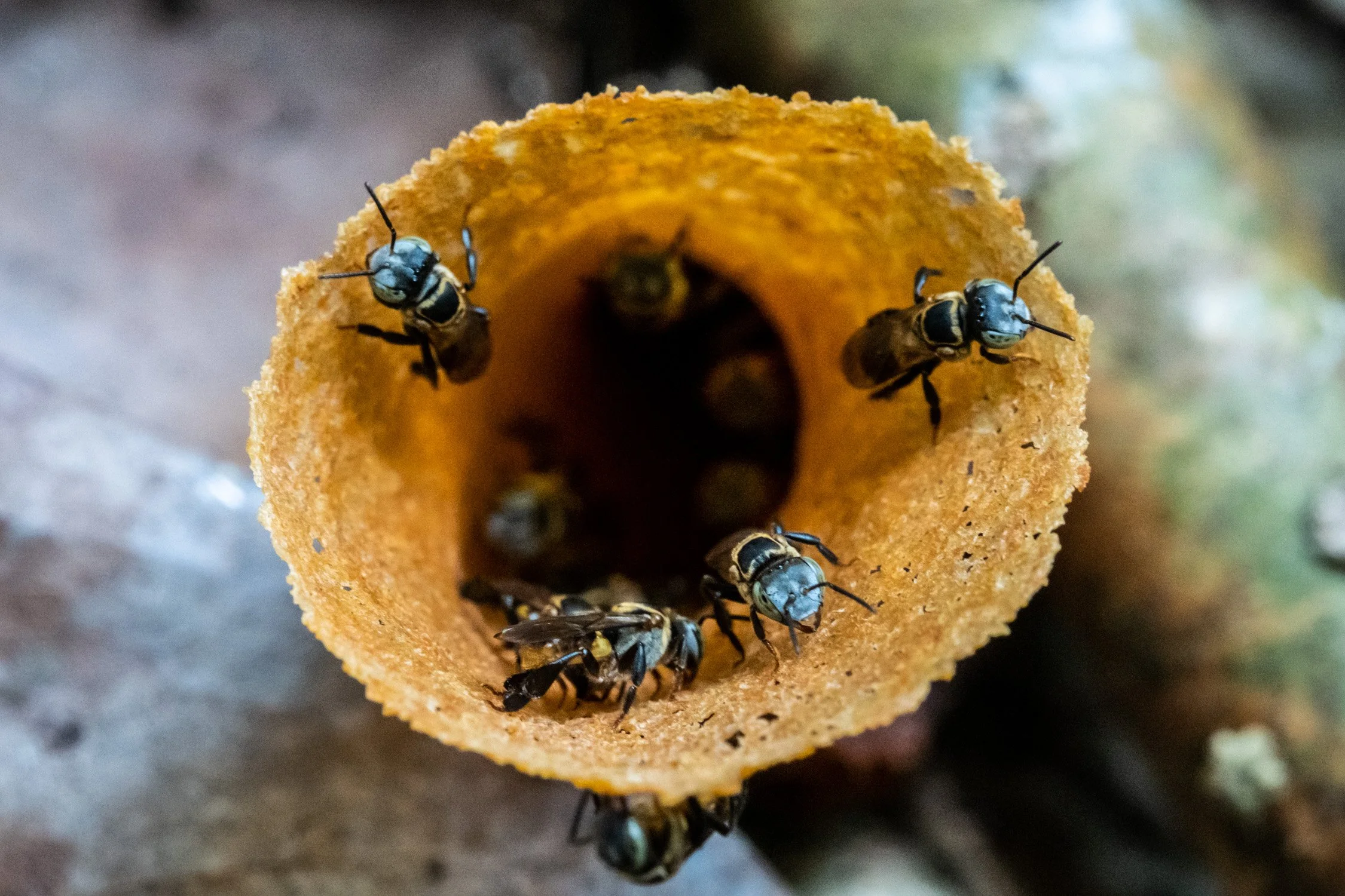 Bee park 1 web-1.JPG