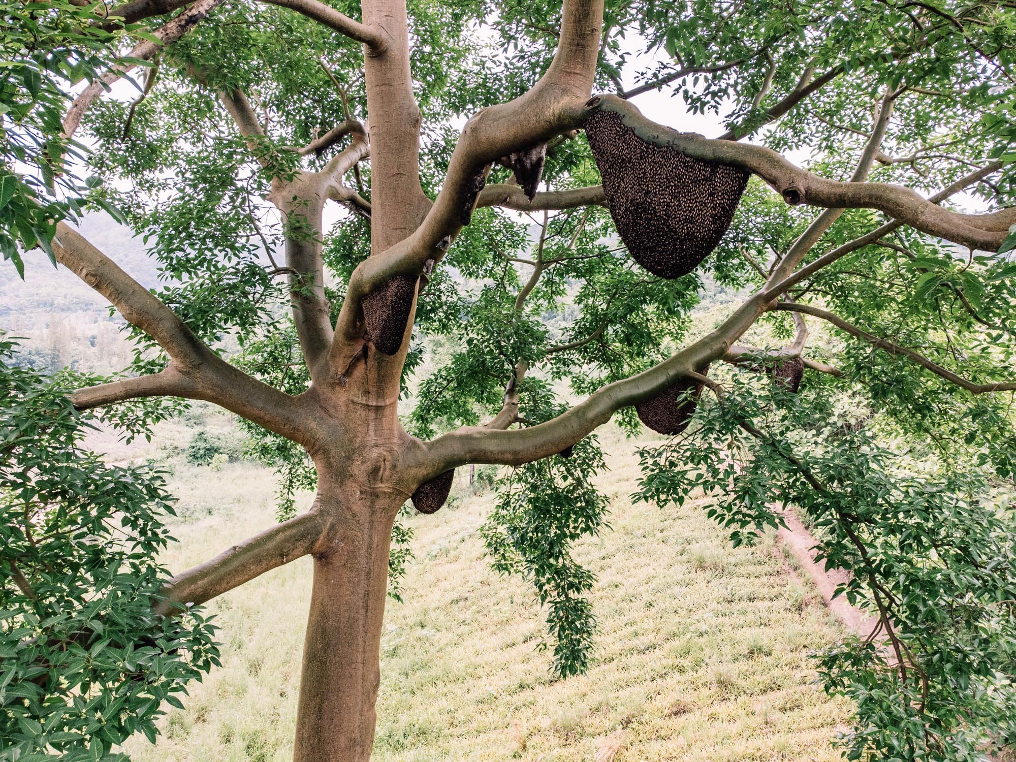 Apis dorsata beehives - Ratchaburi