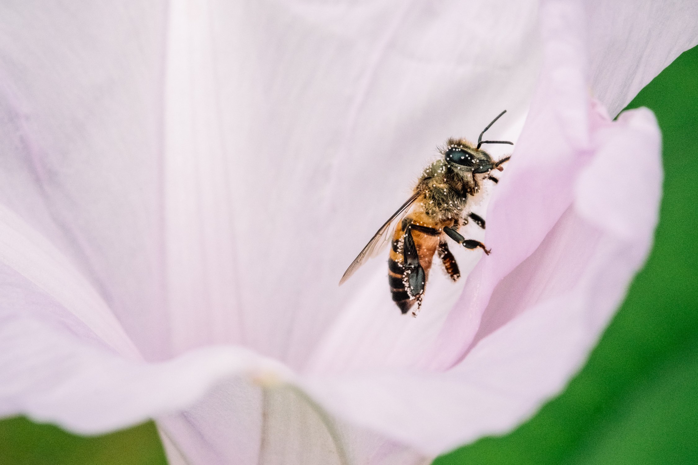 Eastern honeybee (Apis cerana)