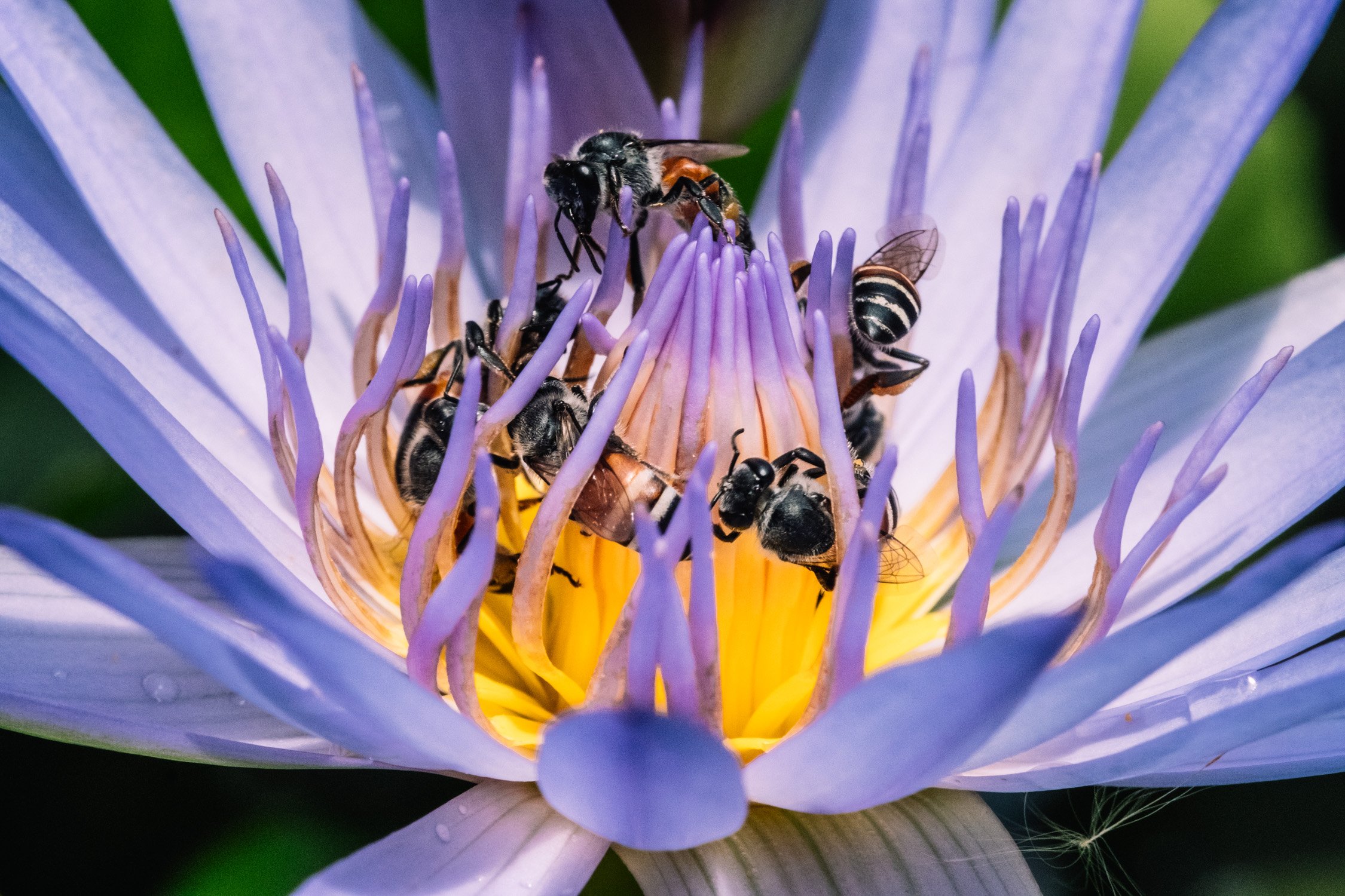 Urban Apis florea - Phra Khanong