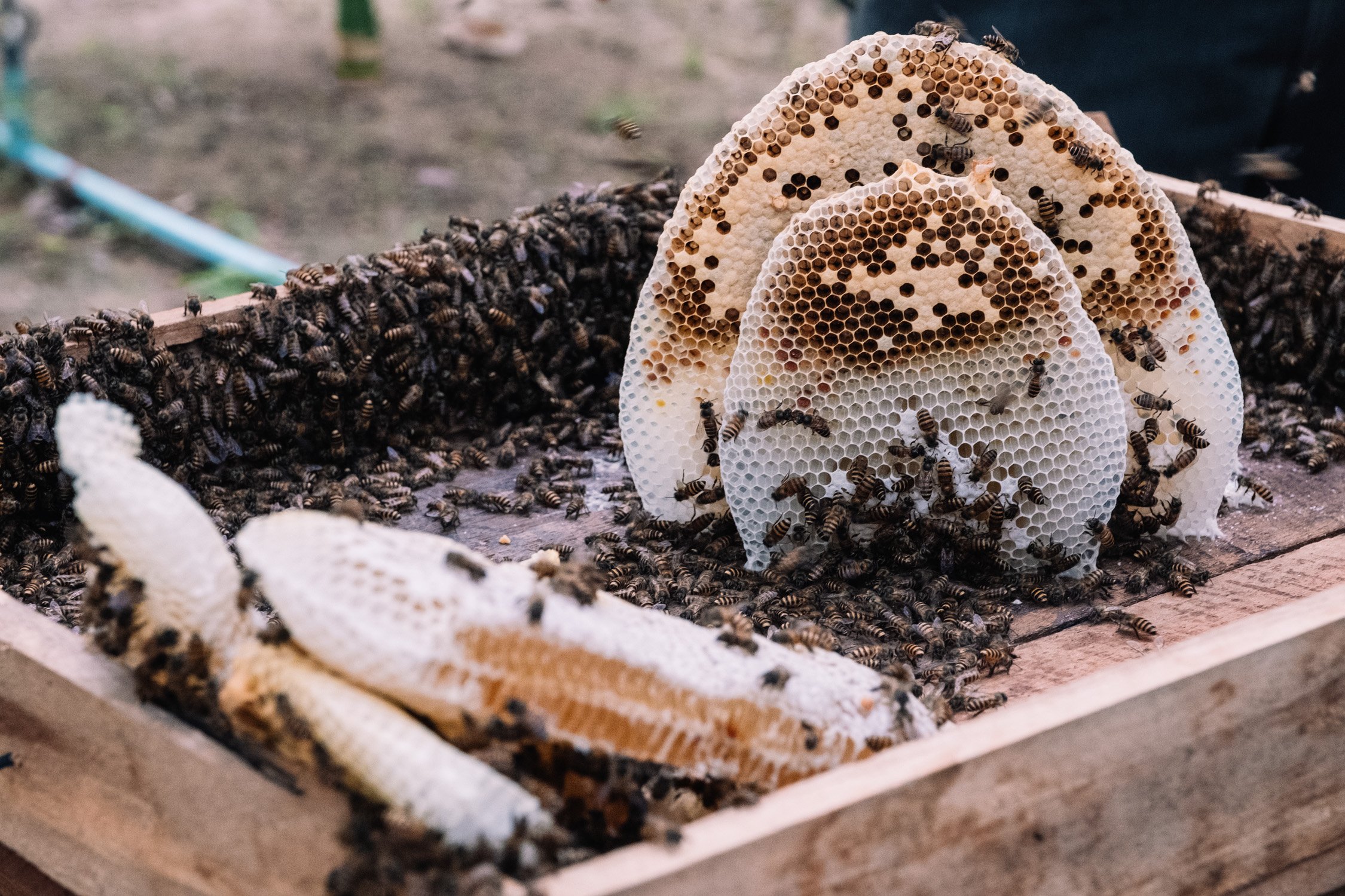 Apis cerana beekeeping in Ratchaburi