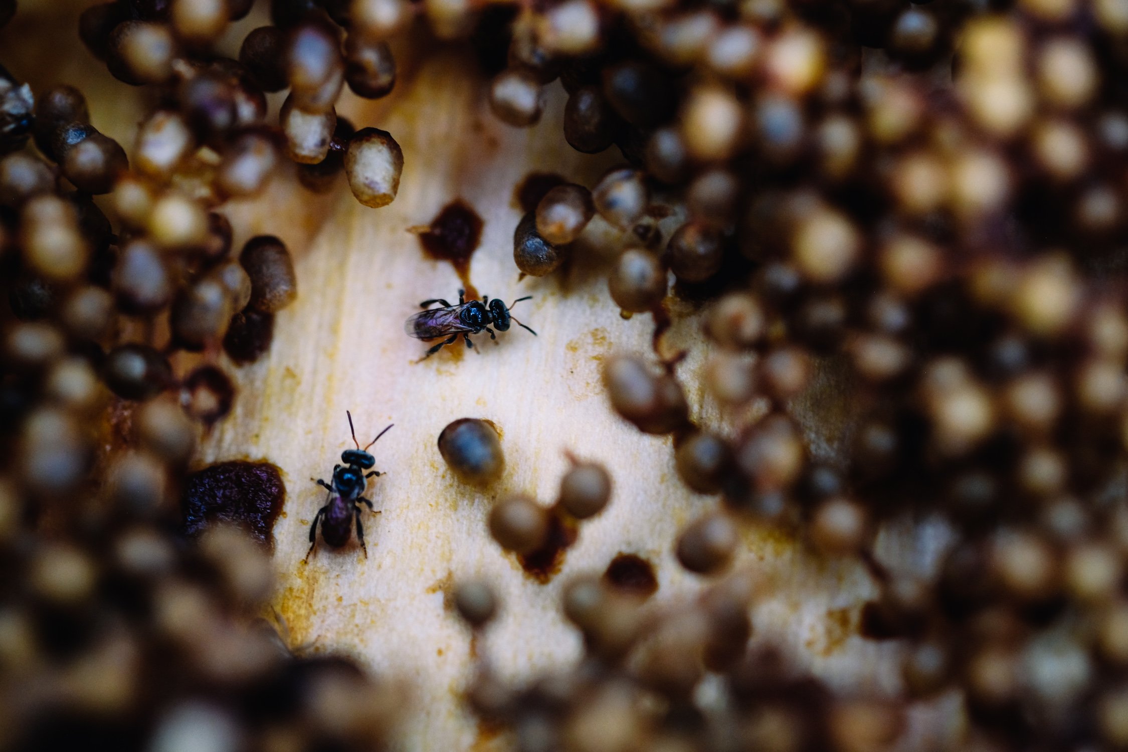 Stingless bee (Apidae meliponini)