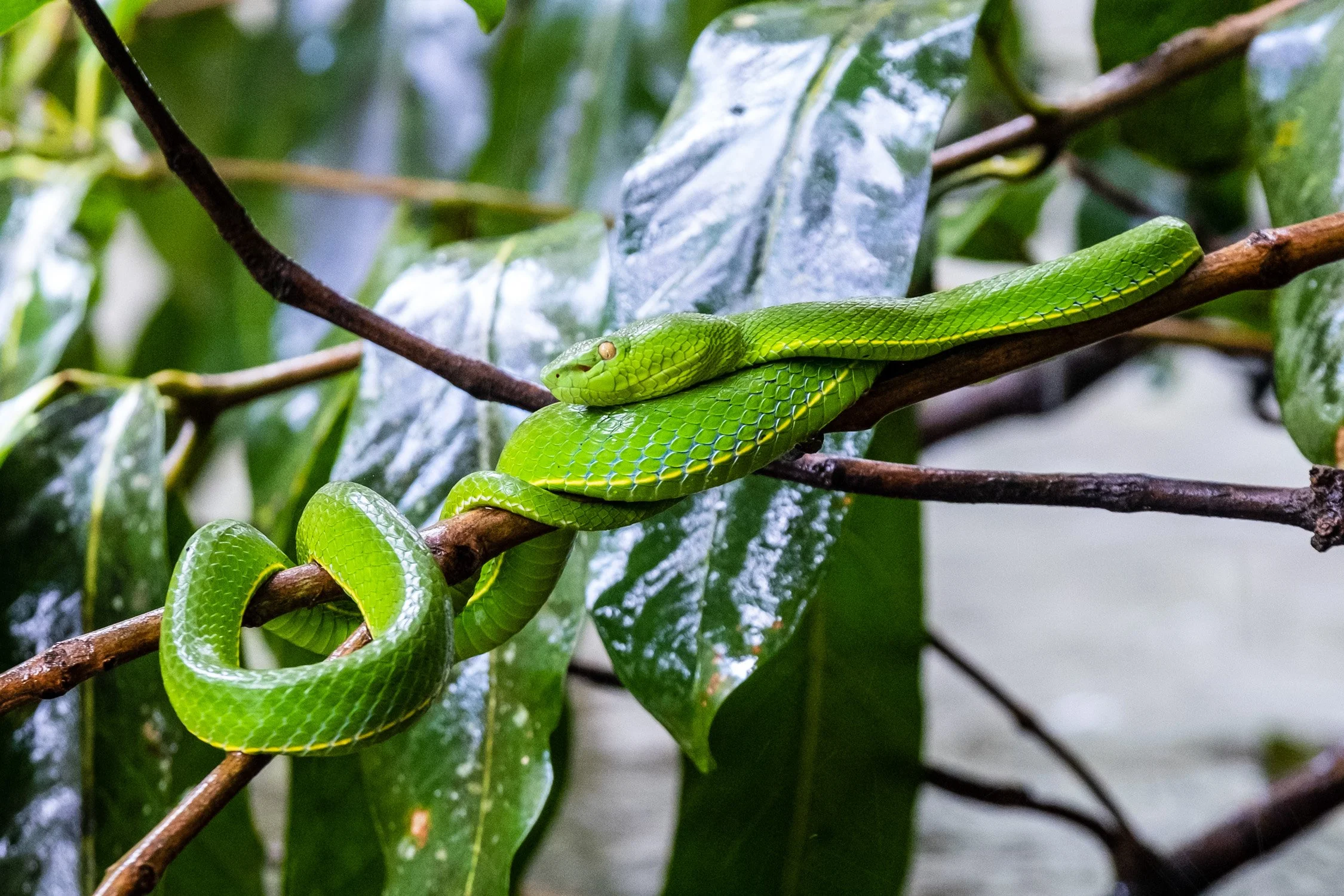Vogel's pit viper