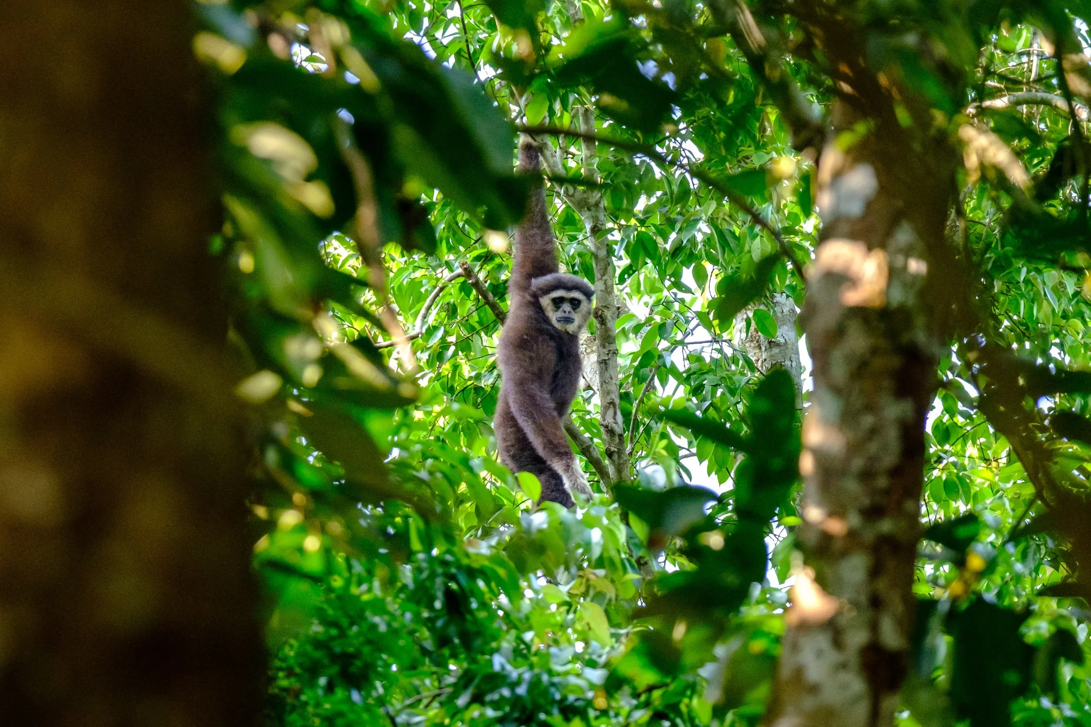 White-handed gibbon