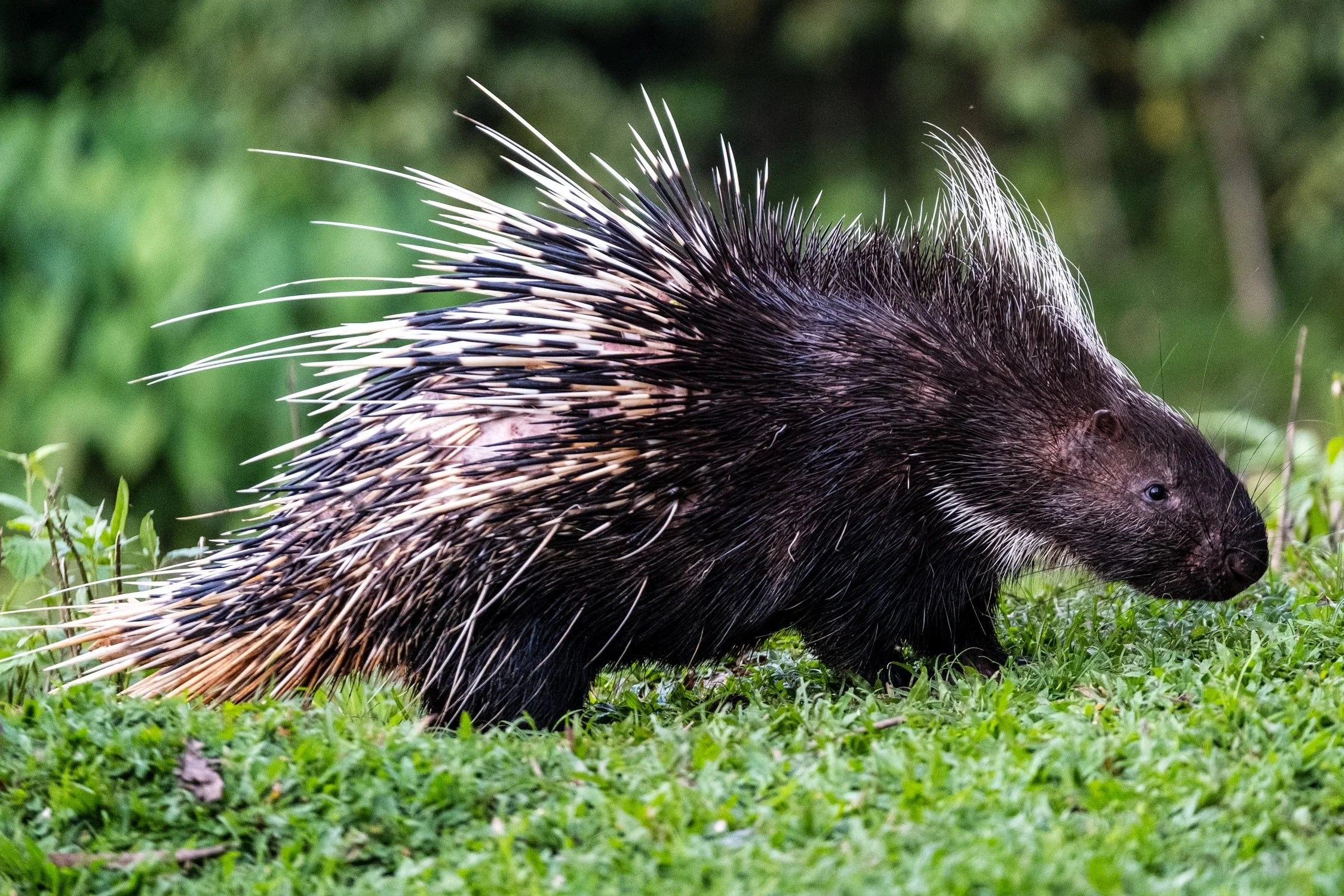 Malayan porcupine