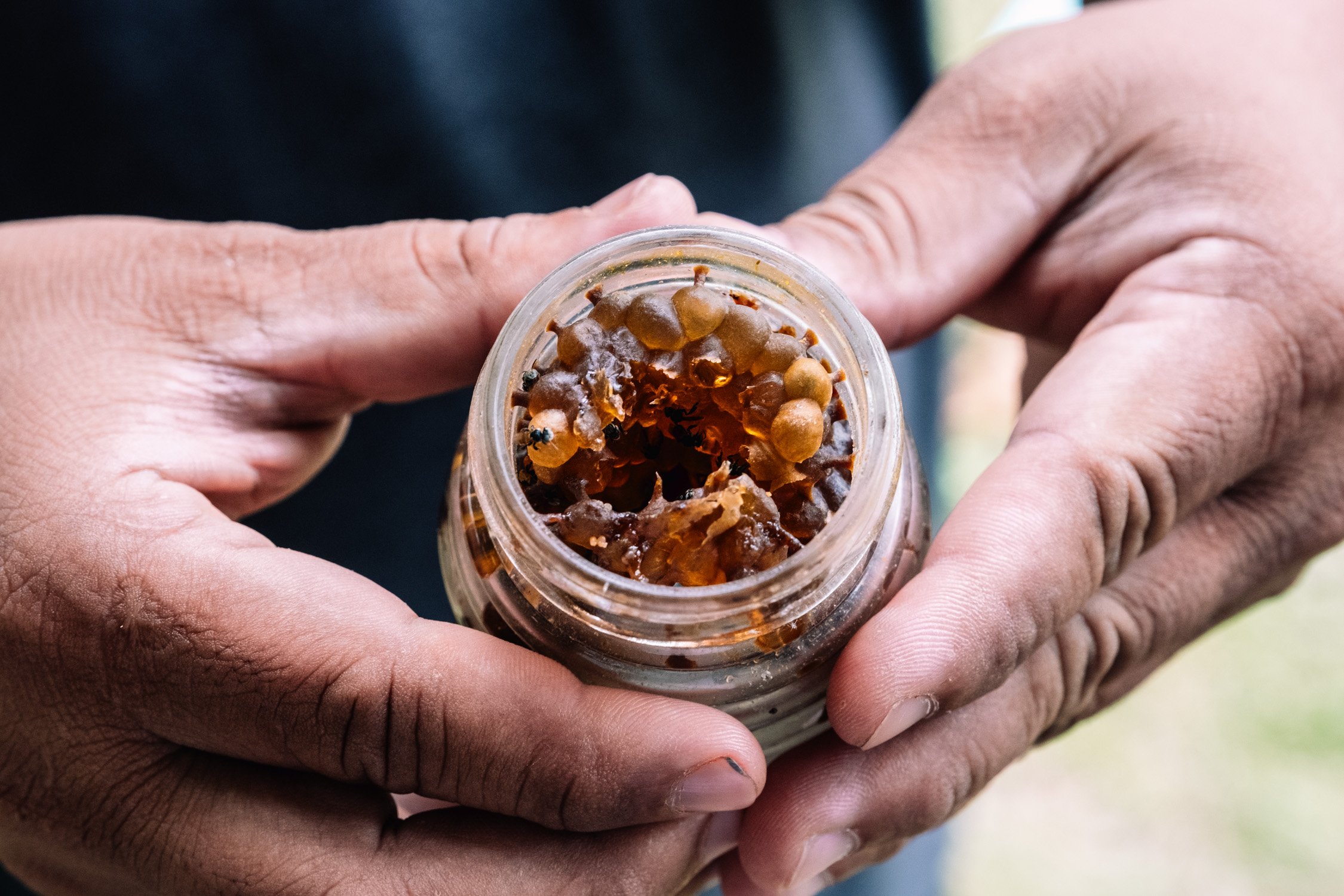 Stingless bee beekeeping, Ratchaburi