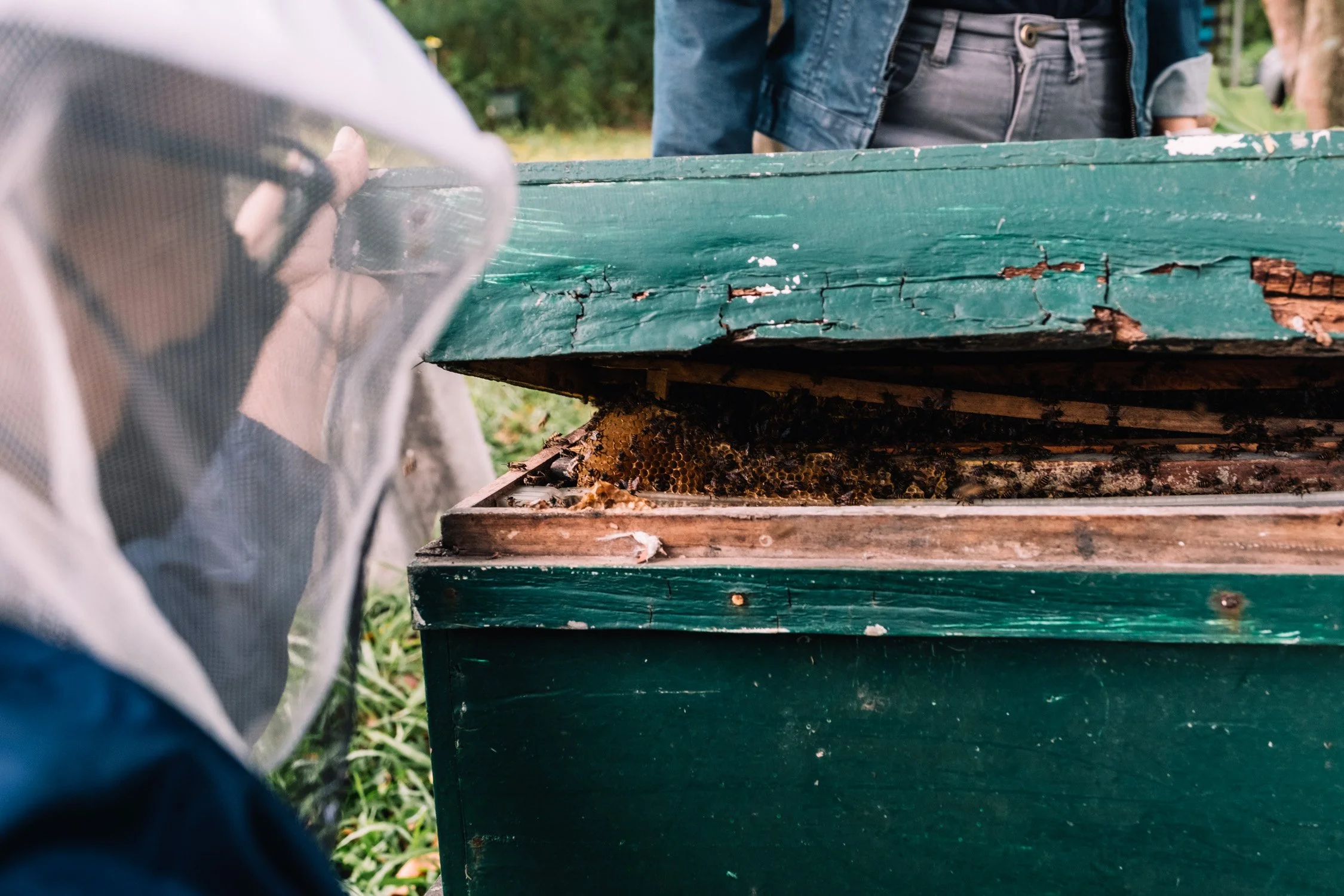 KMUTT Bee Park beekeeping