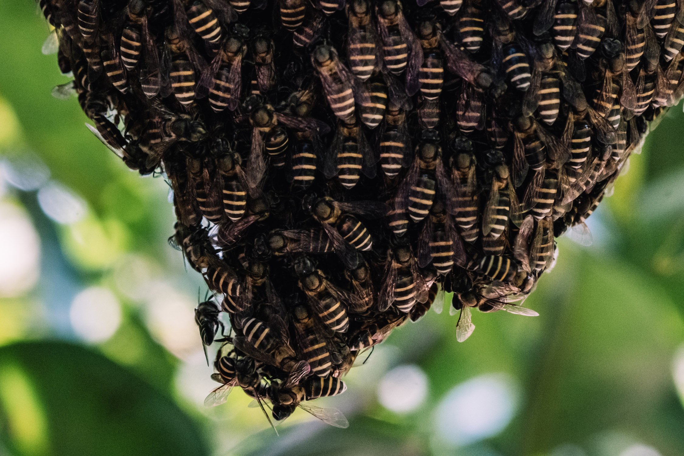 Black Dwarf honeybee (Apis andreniformis)