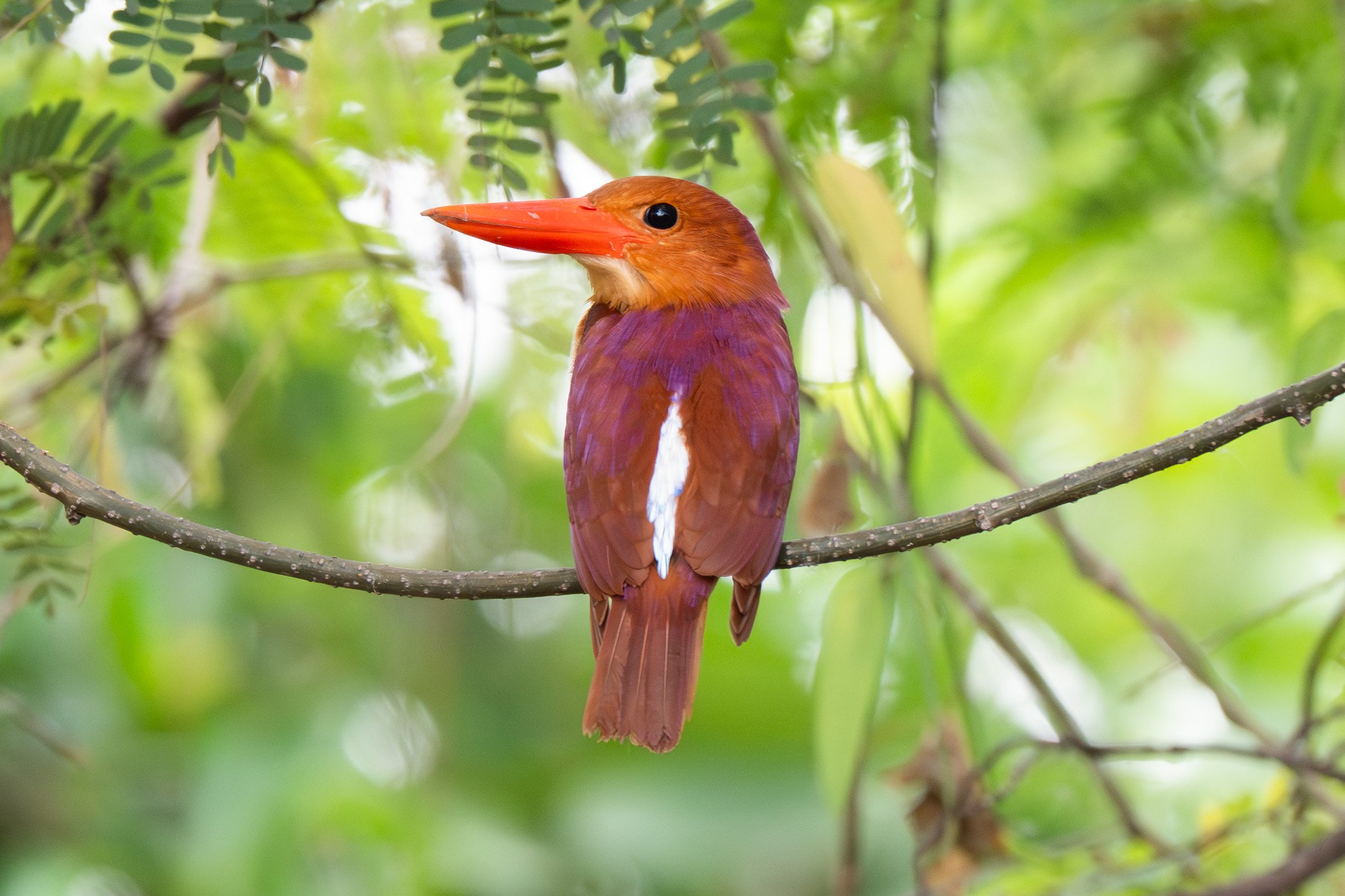 Ruddy kingfisher