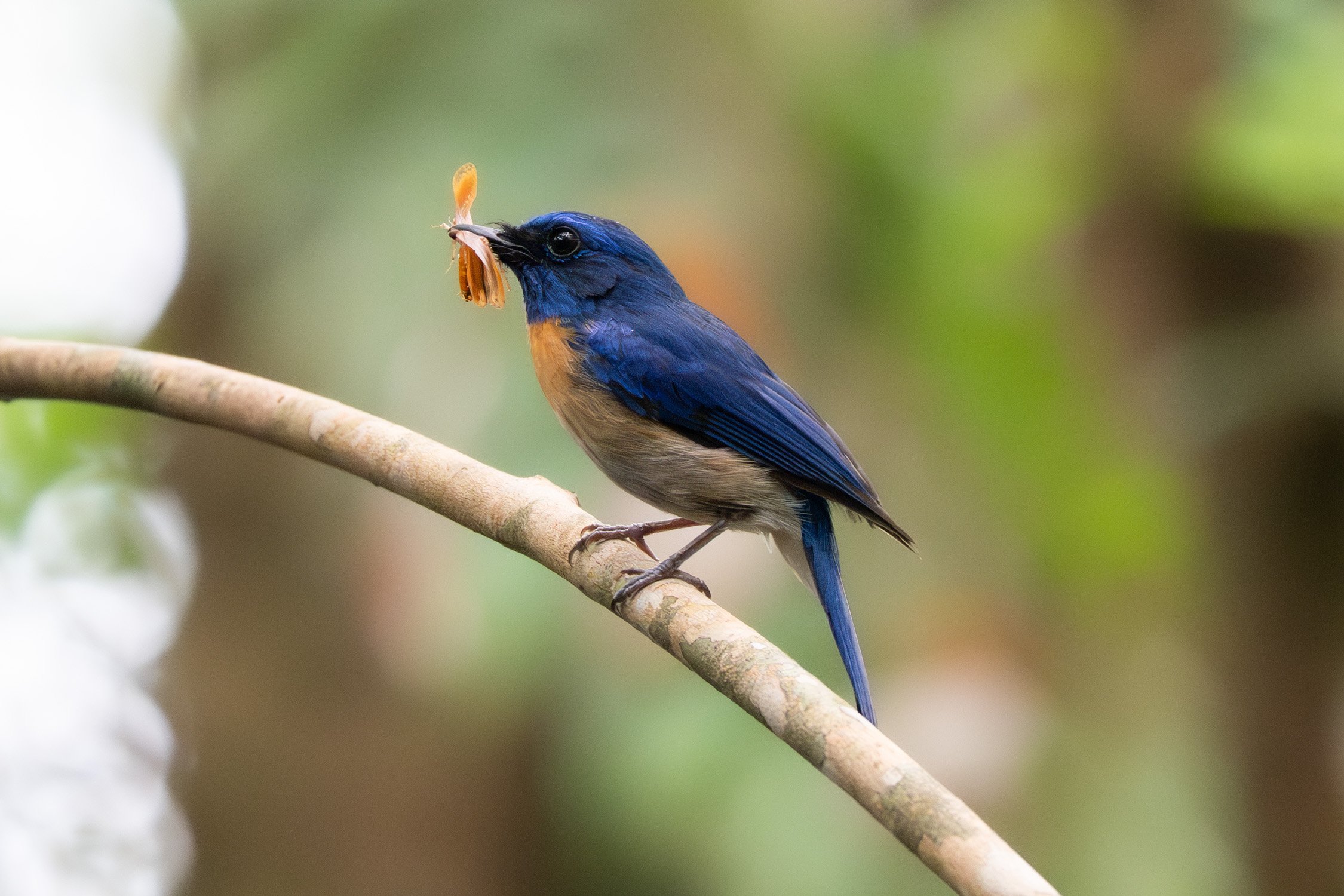 Malaysian blue flycatcher