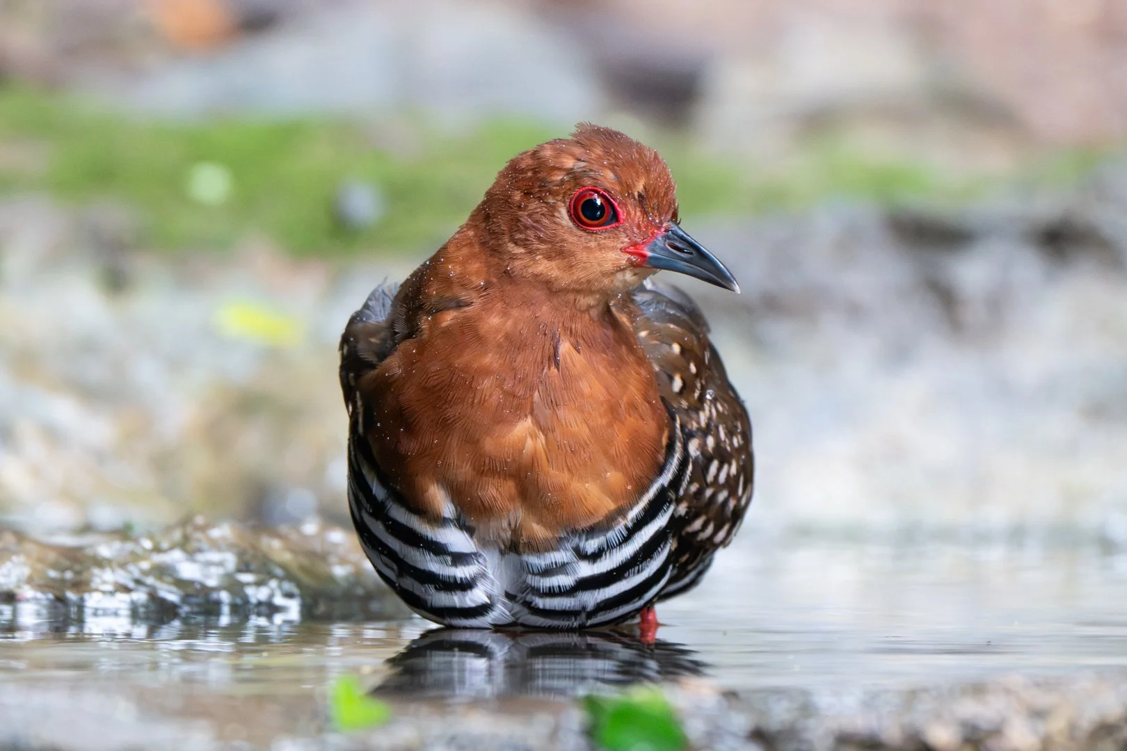 Red-legged crake