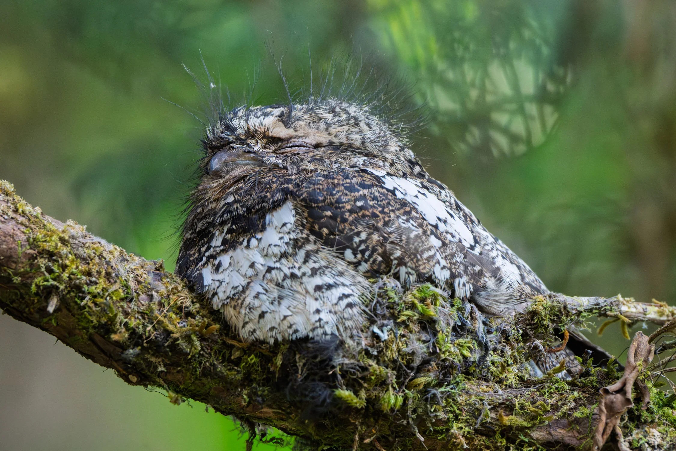 Hodgson's frogmouth