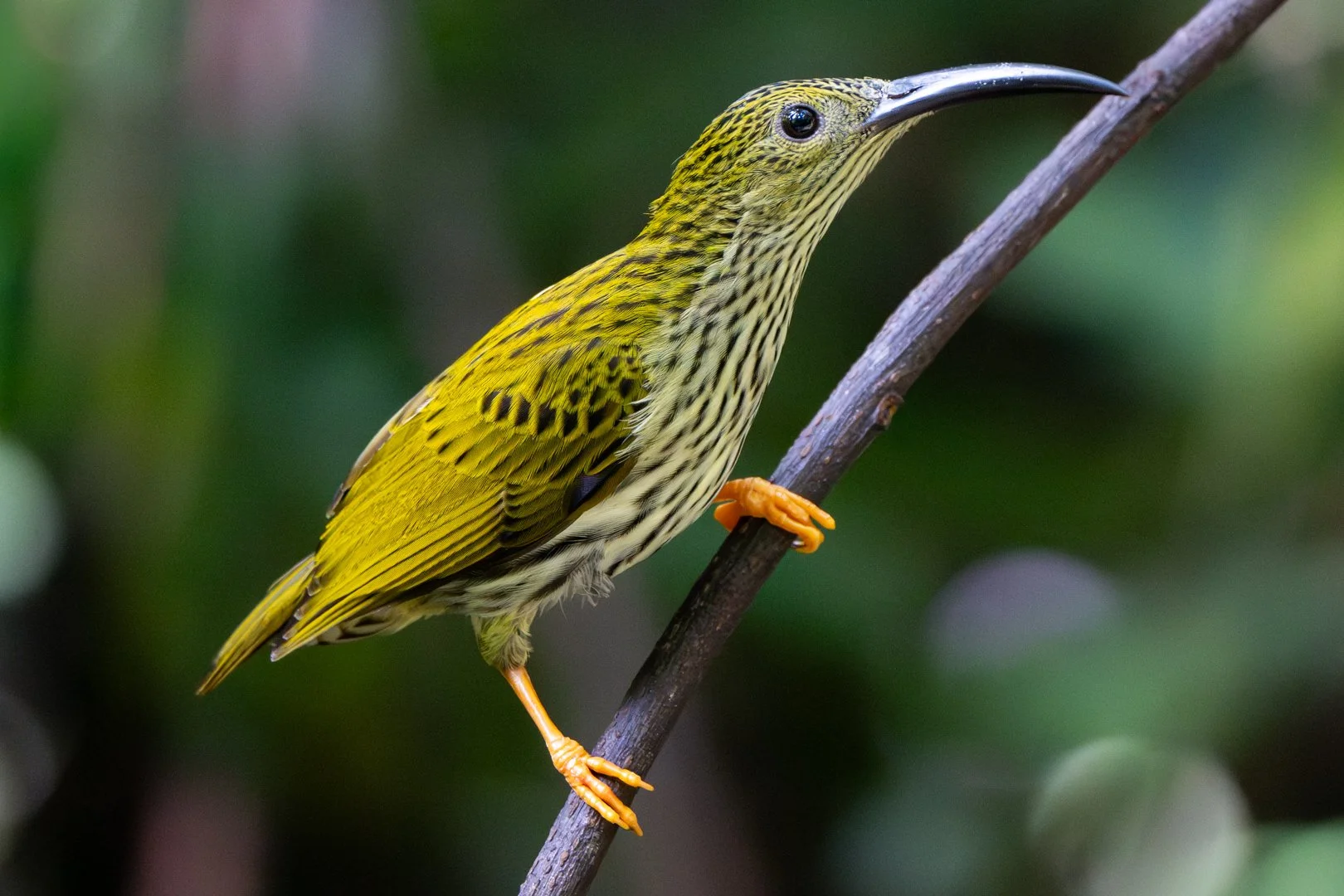 Streaked spiderhunter