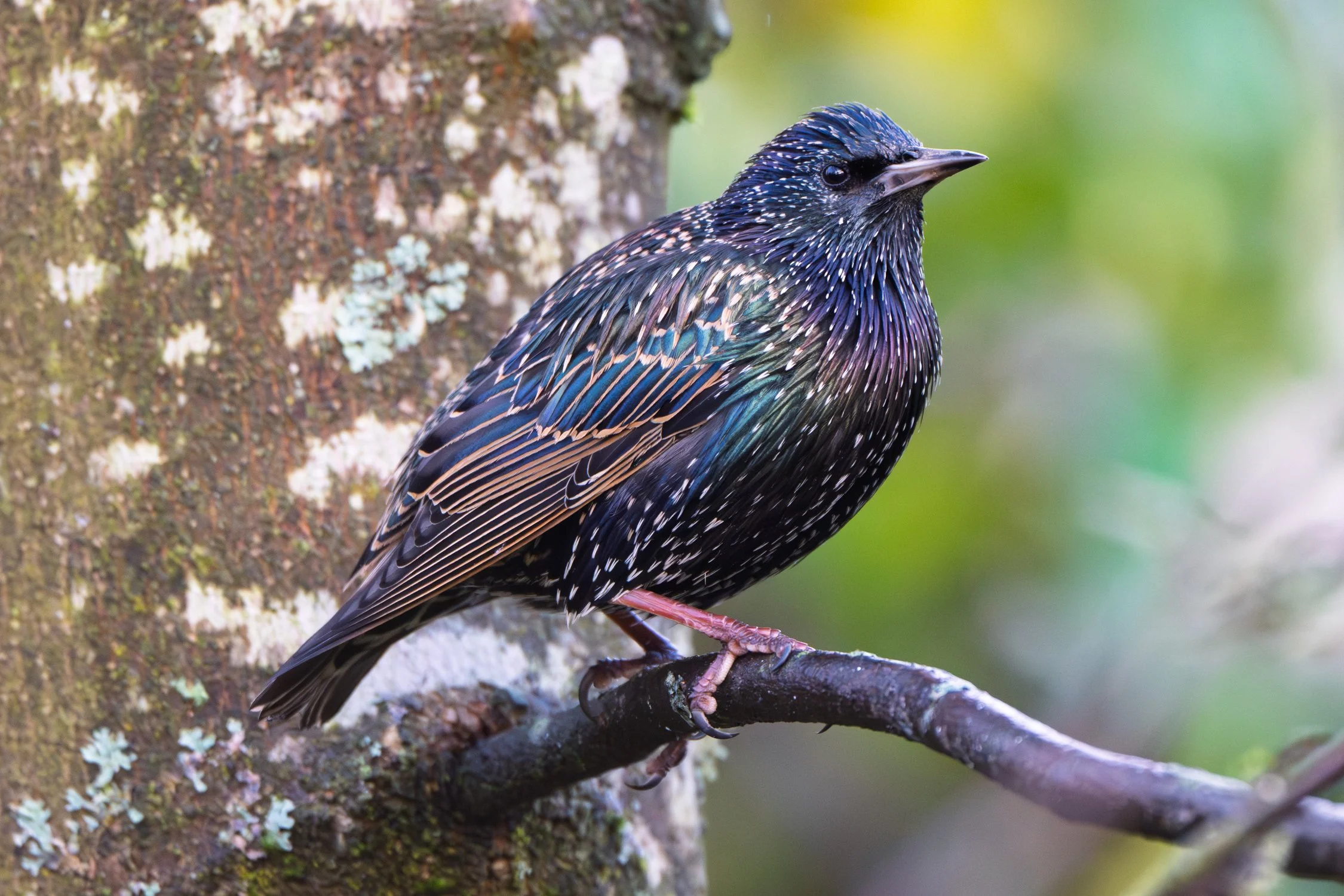 European starling