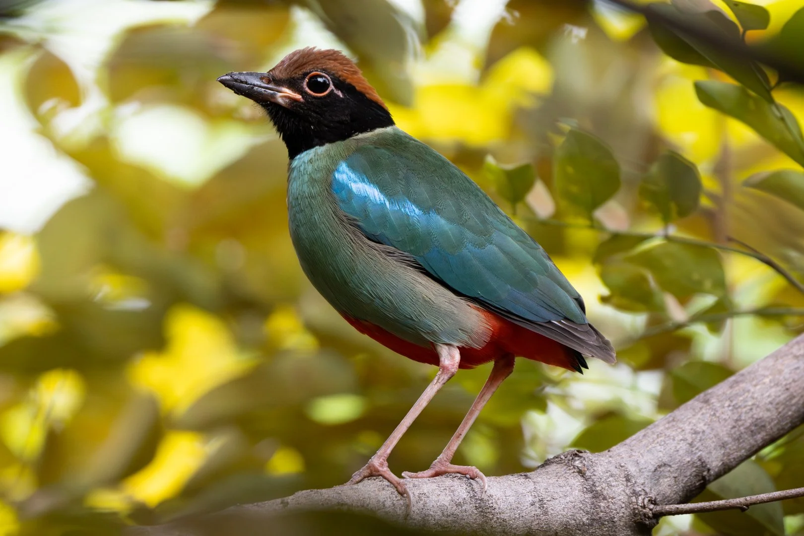Western hooded pitta