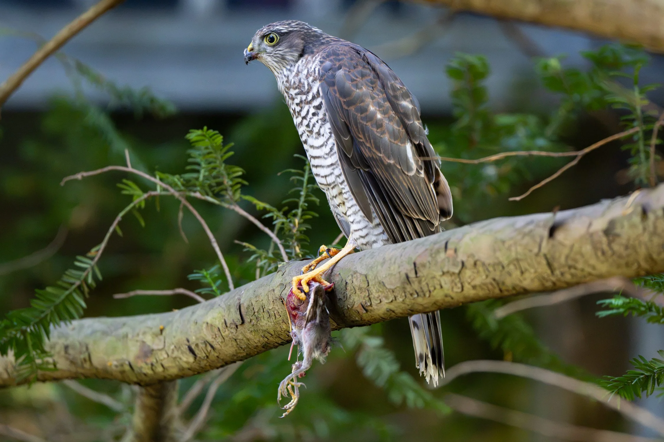 Eurasian sparrowhawk