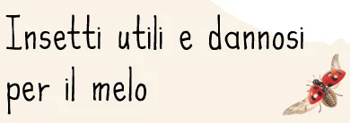 QUANTA VITA NEL MELETO!