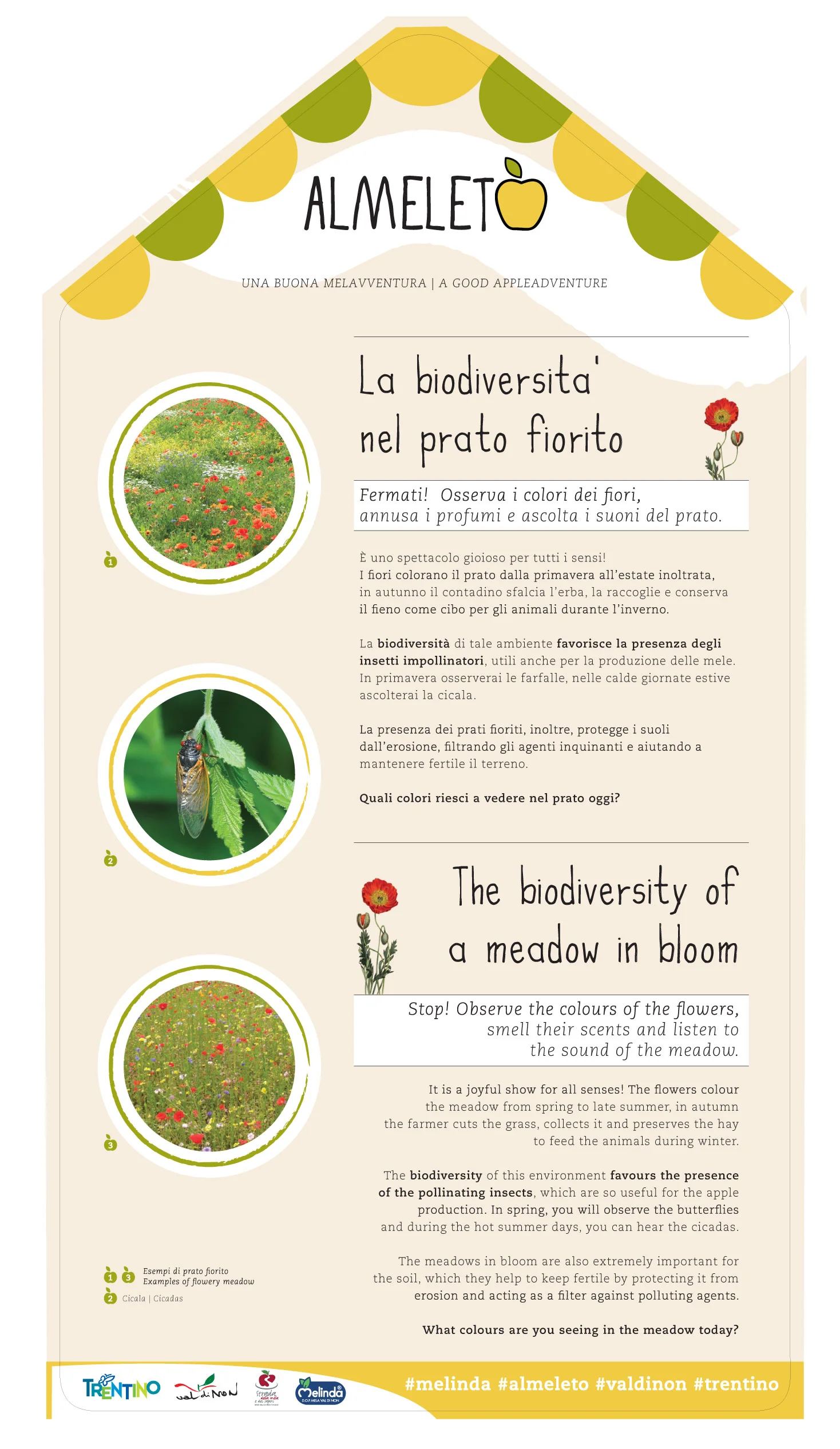 THE BIODIVERSITY OF A MEADOW IN BLOOM