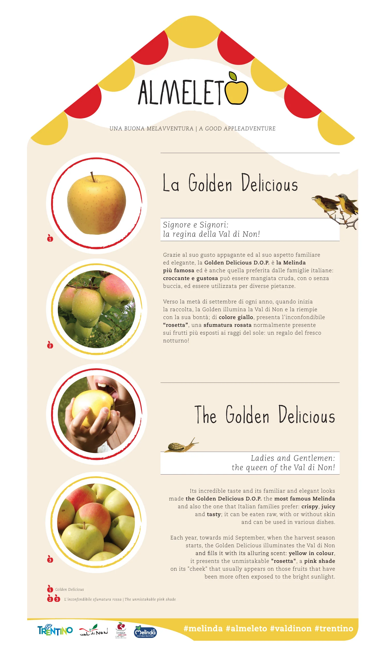 THE GOLDEN DELICIOUS