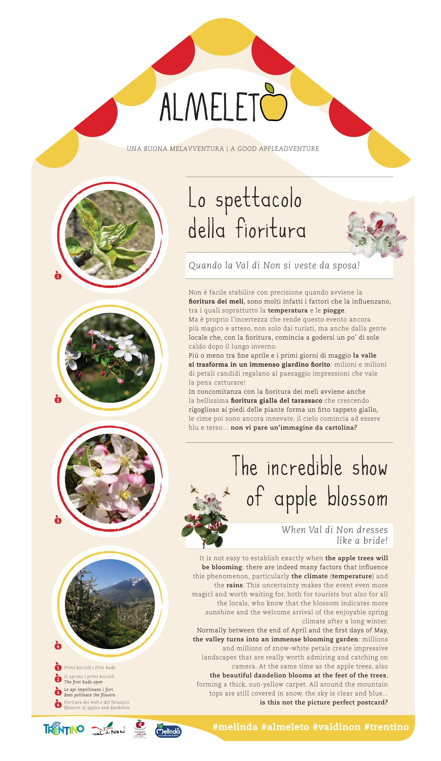 THE INCREDIBLE SHOW OF APPLE BLOSSOM