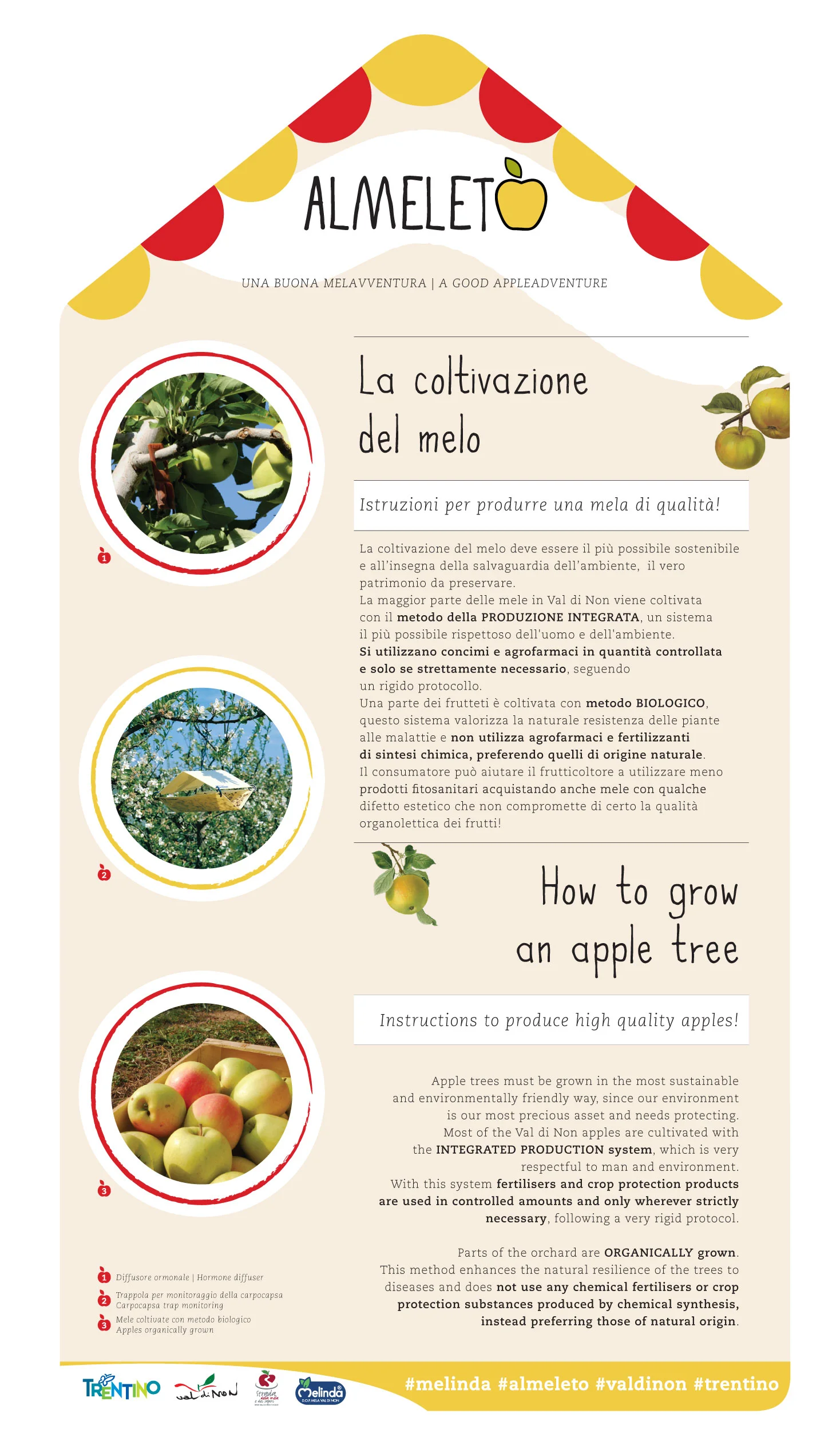 HOW TO GROW AN APPLE TREE