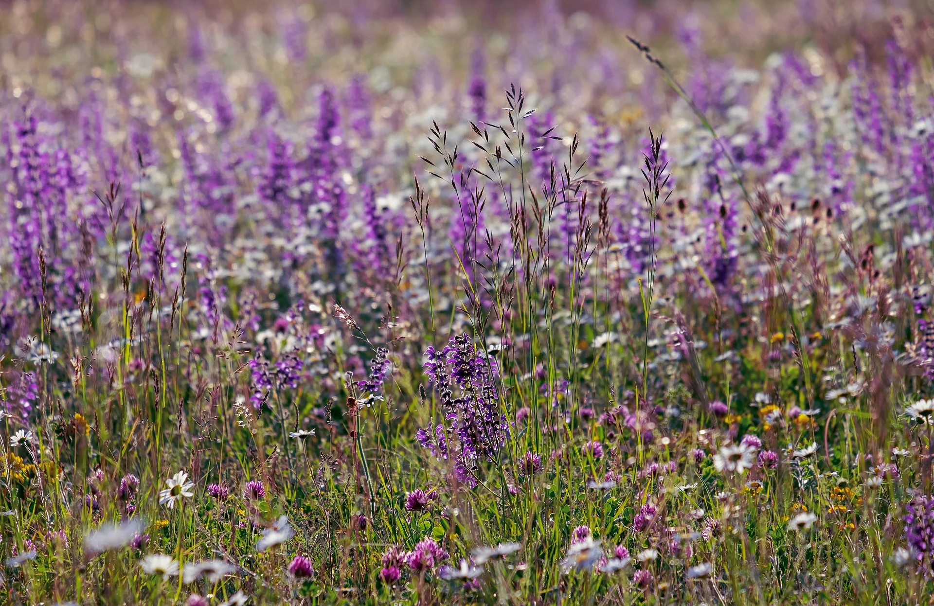 wild-sage-3417261_1920.jpg