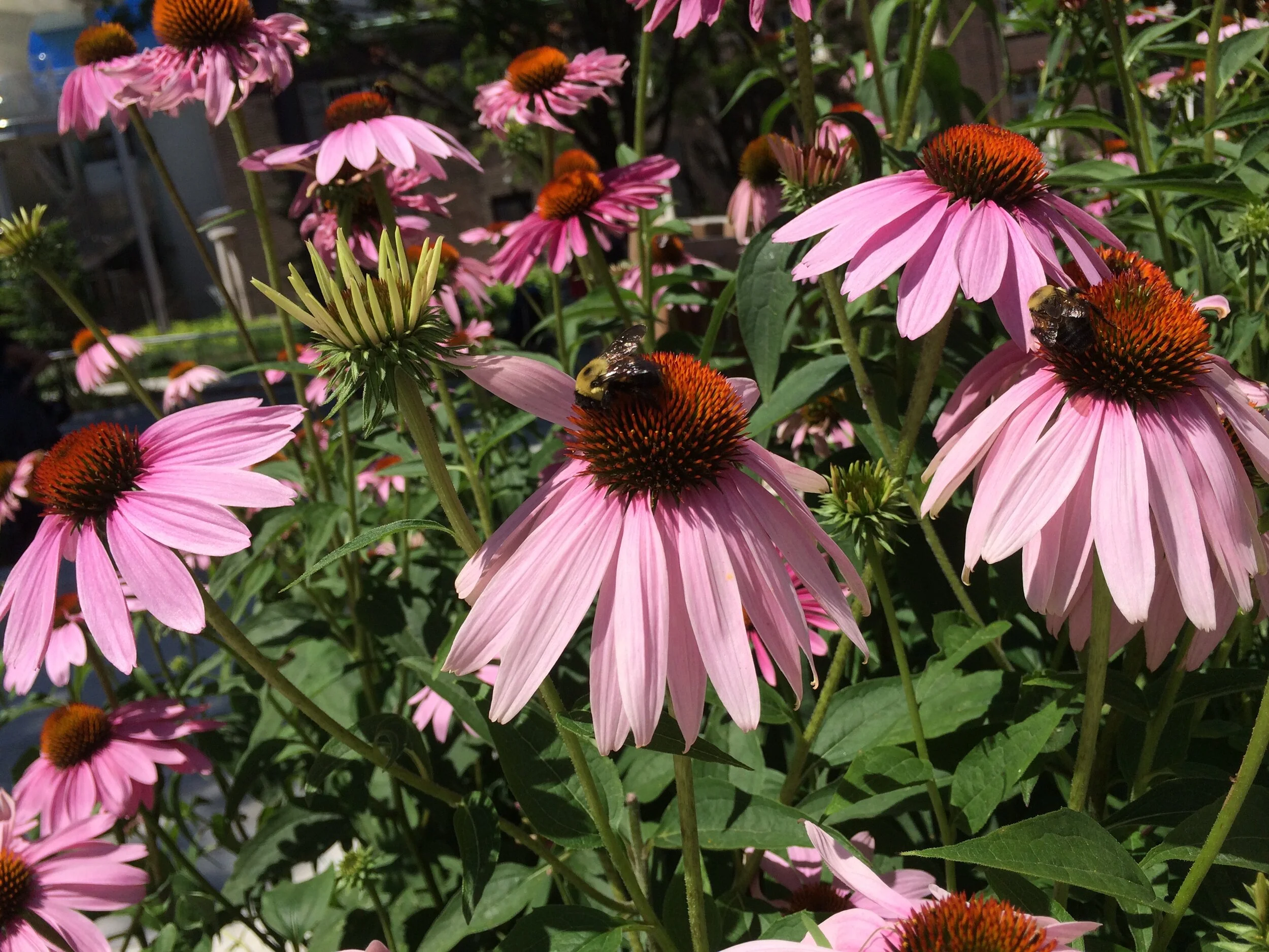 bee and echinacea.JPG