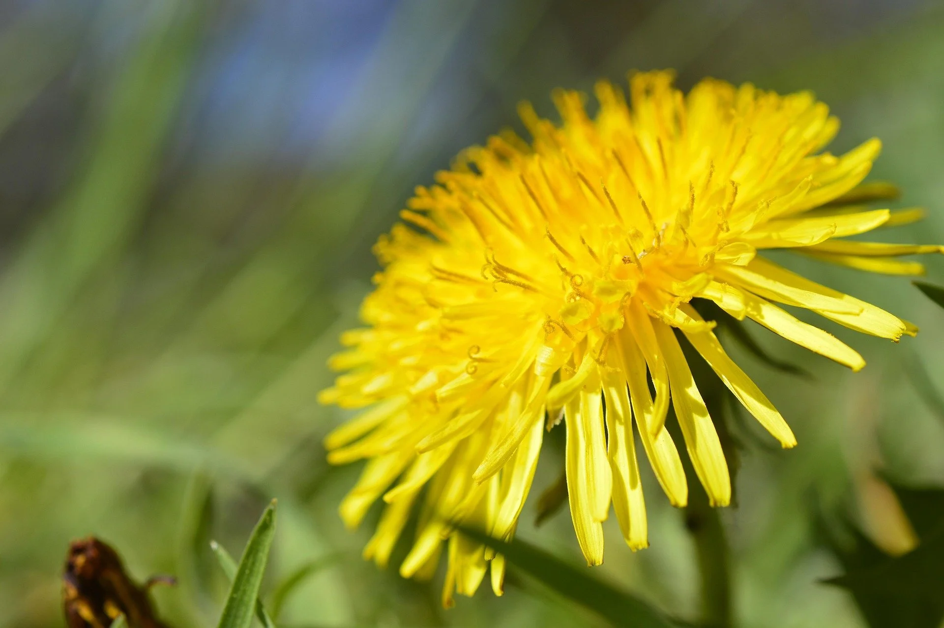 Taming the Dandelion