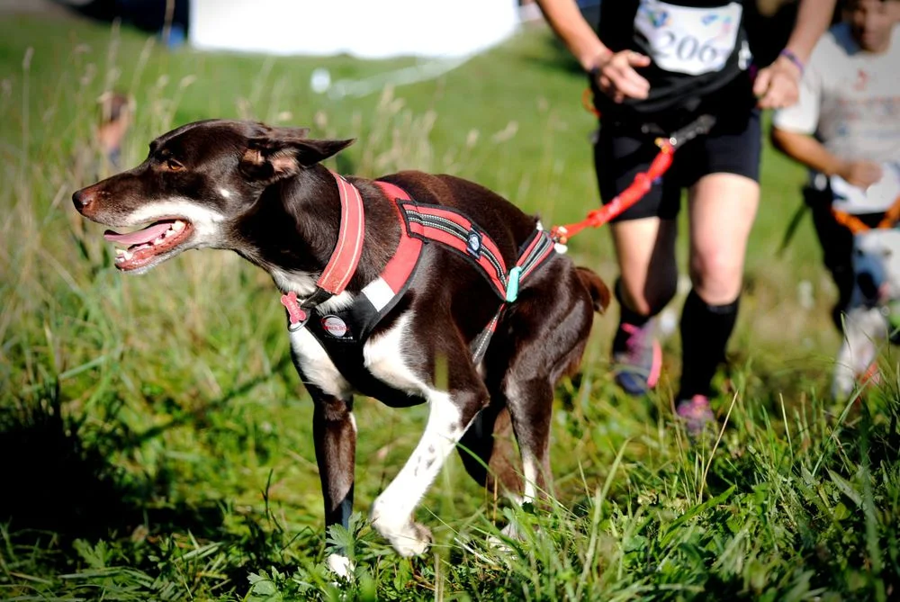 Cushla dog running 2_preview.jpg