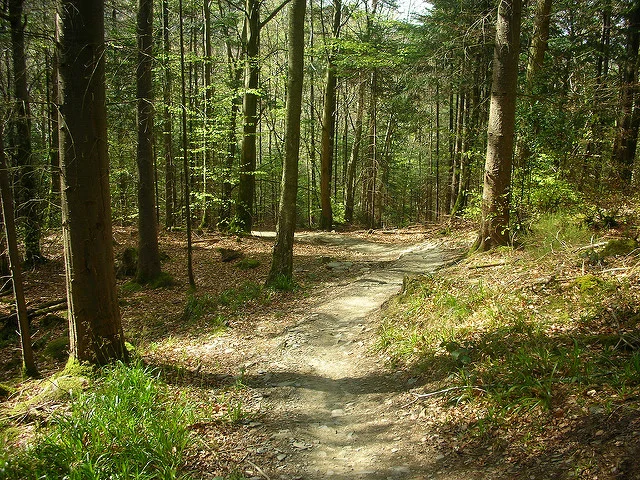 Gwdir Forest (pic credit: Michael Spiller)